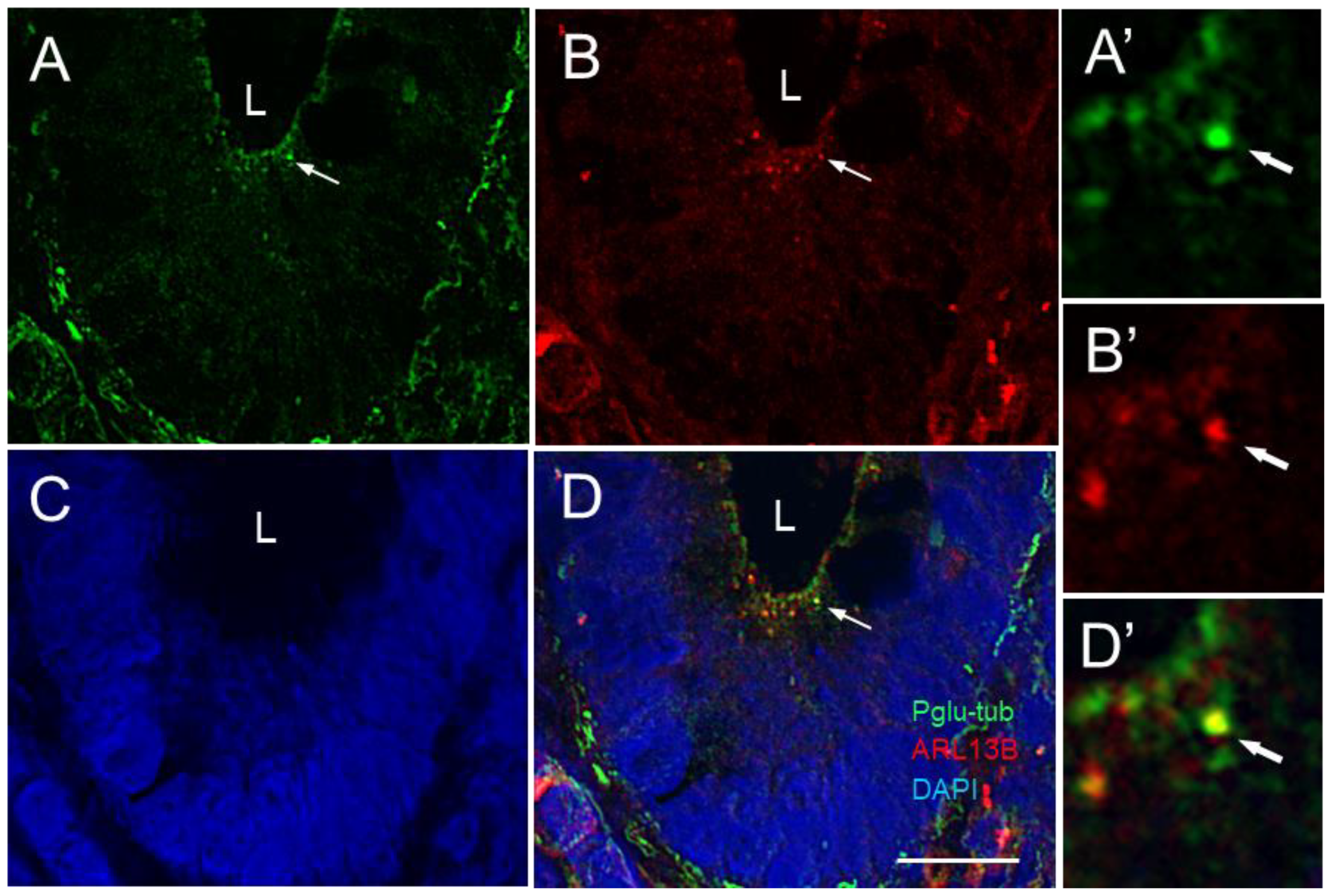 Cells 12 01059 g003 Cells 12 01059 g003