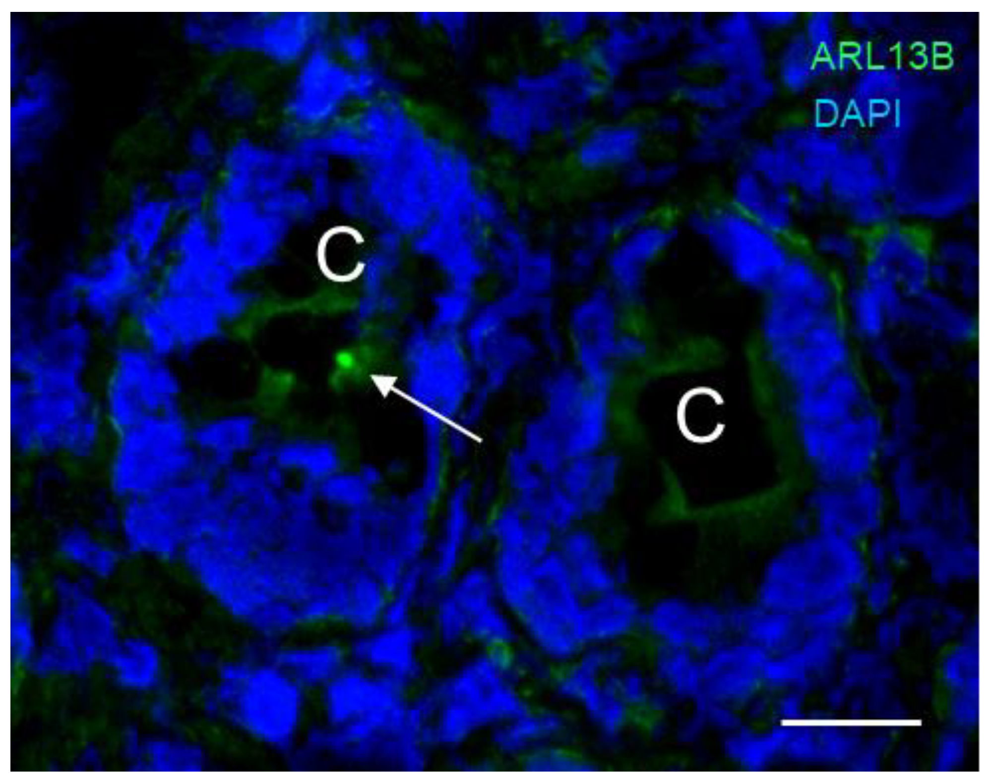 Cells 12 01059 g005 Cells 12 01059 g005