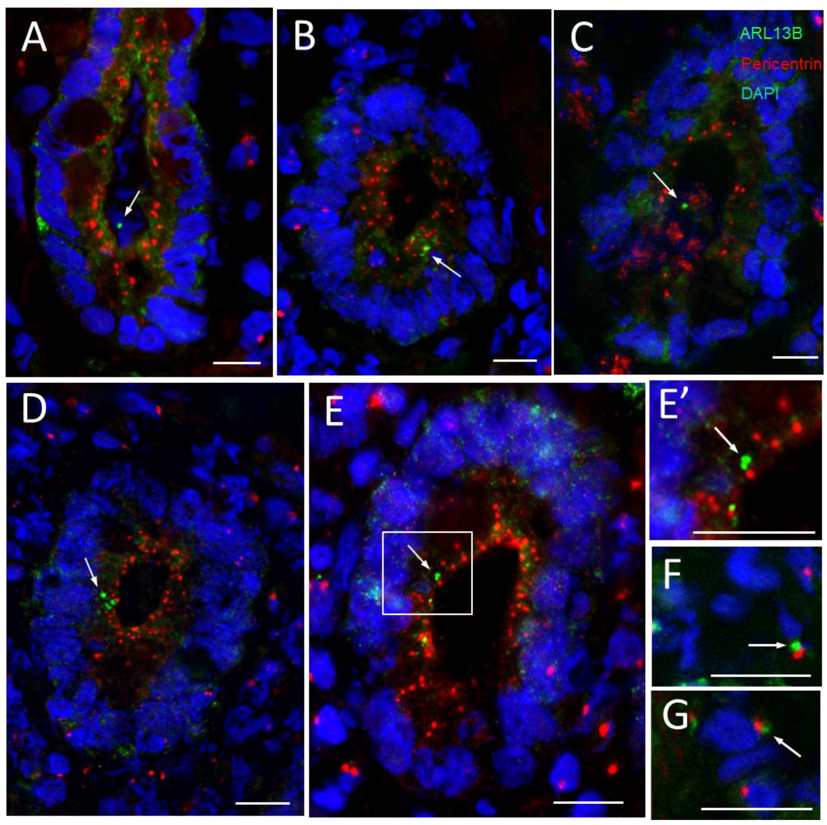 Cells 12 01059 g006 Cells 12 01059 g006