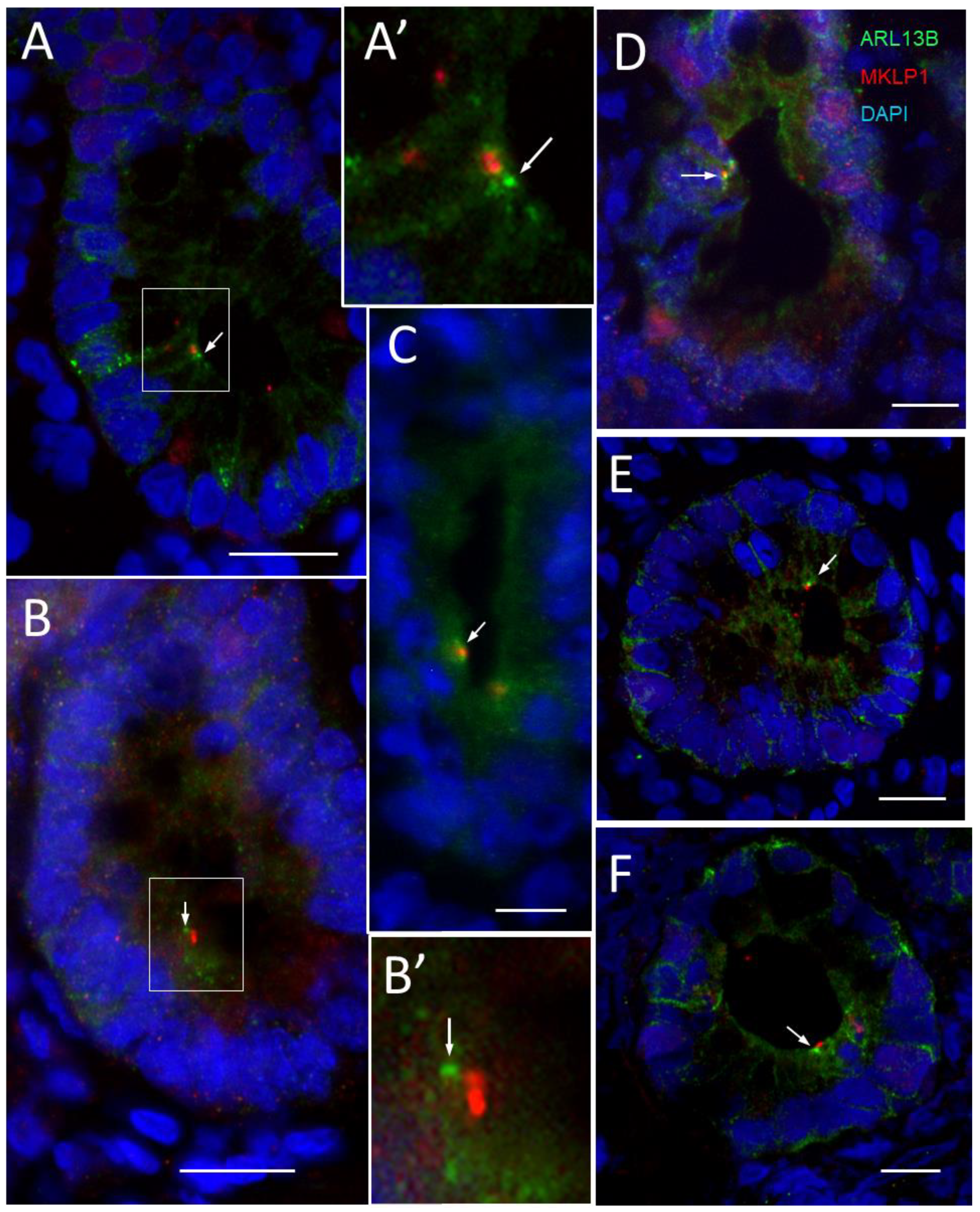 Cells 12 01059 g007 Cells 12 01059 g007