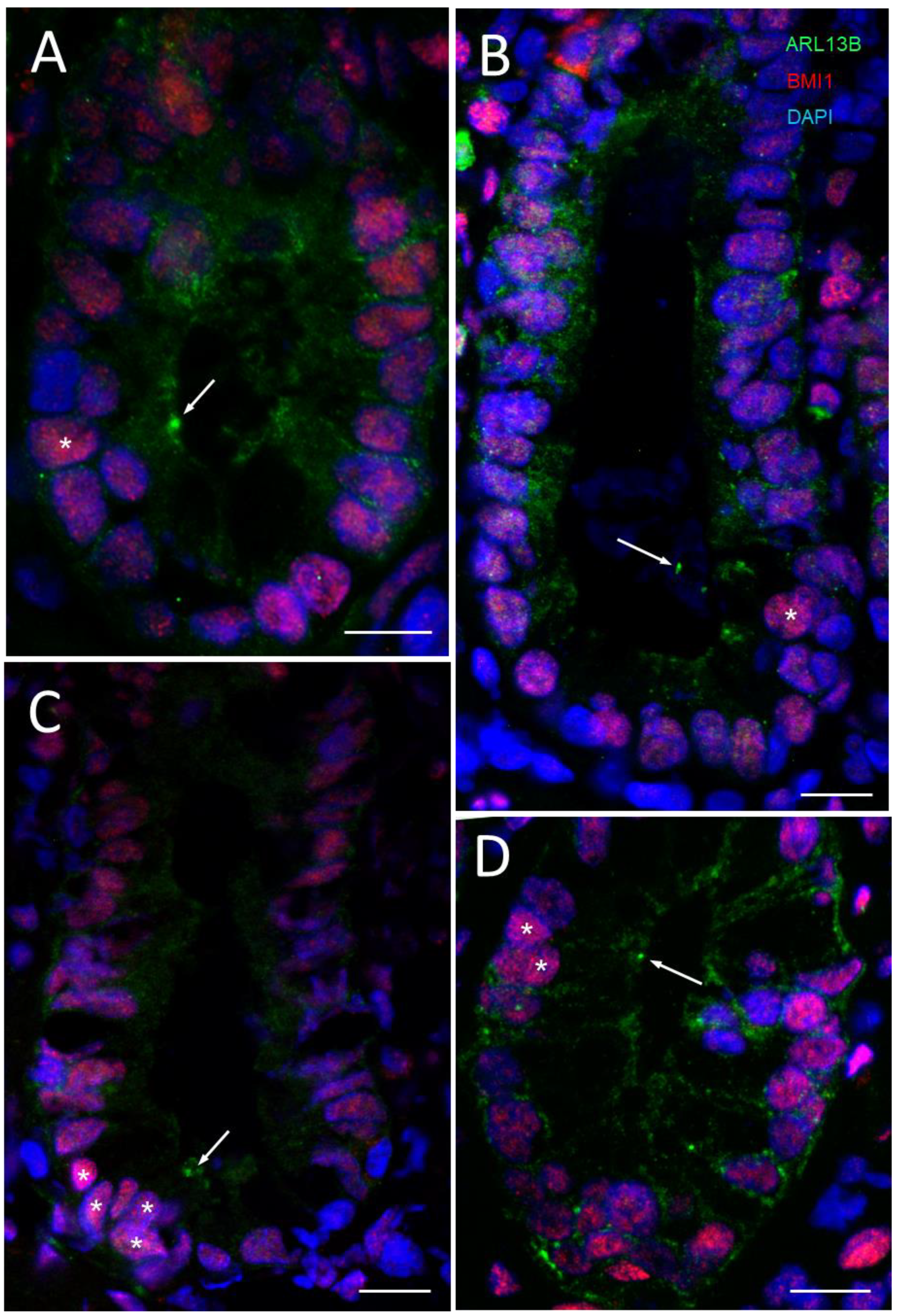 Cells 12 01059 g009 Cells 12 01059 g009