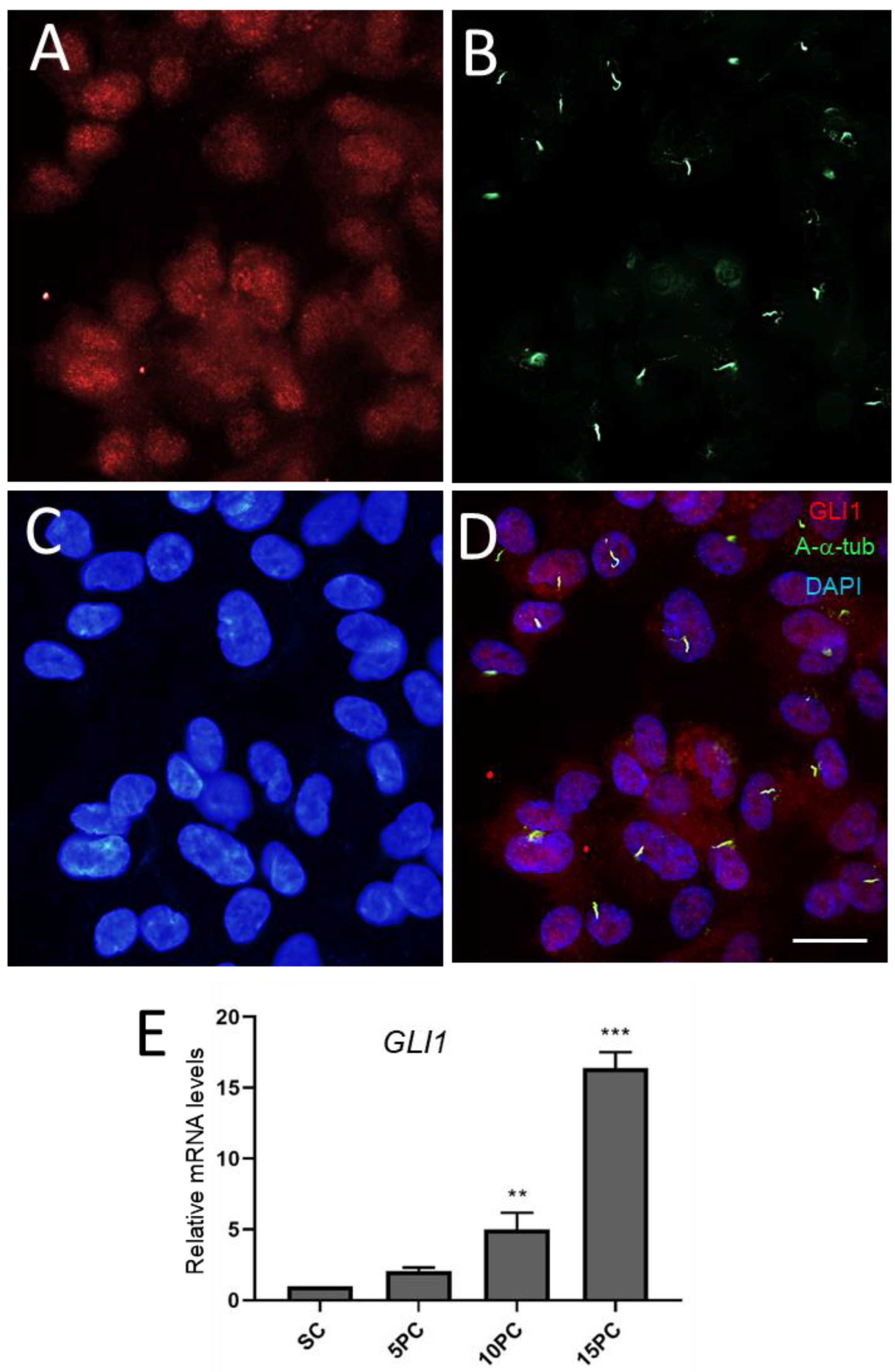 Cells 12 01059 g012 Cells 12 01059 g012