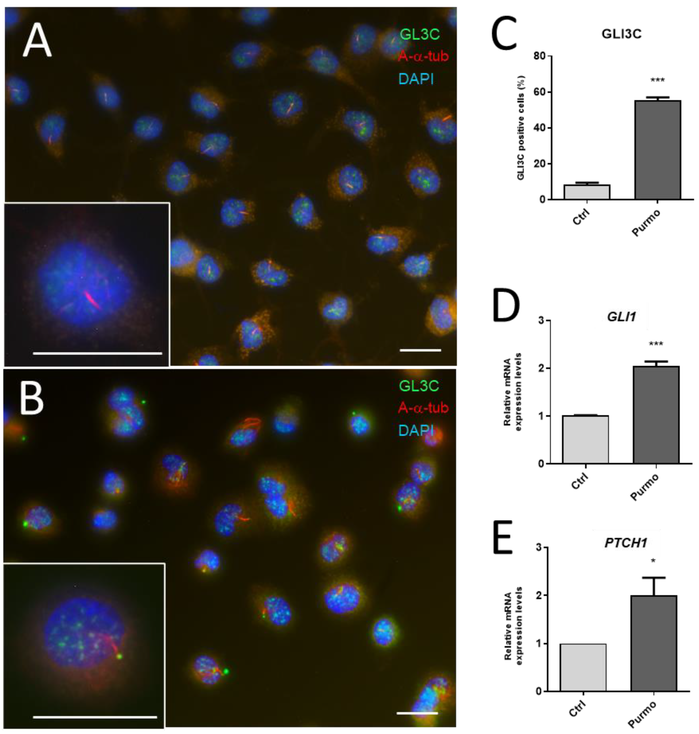 Cells 12 01059 g013 Cells 12 01059 g013