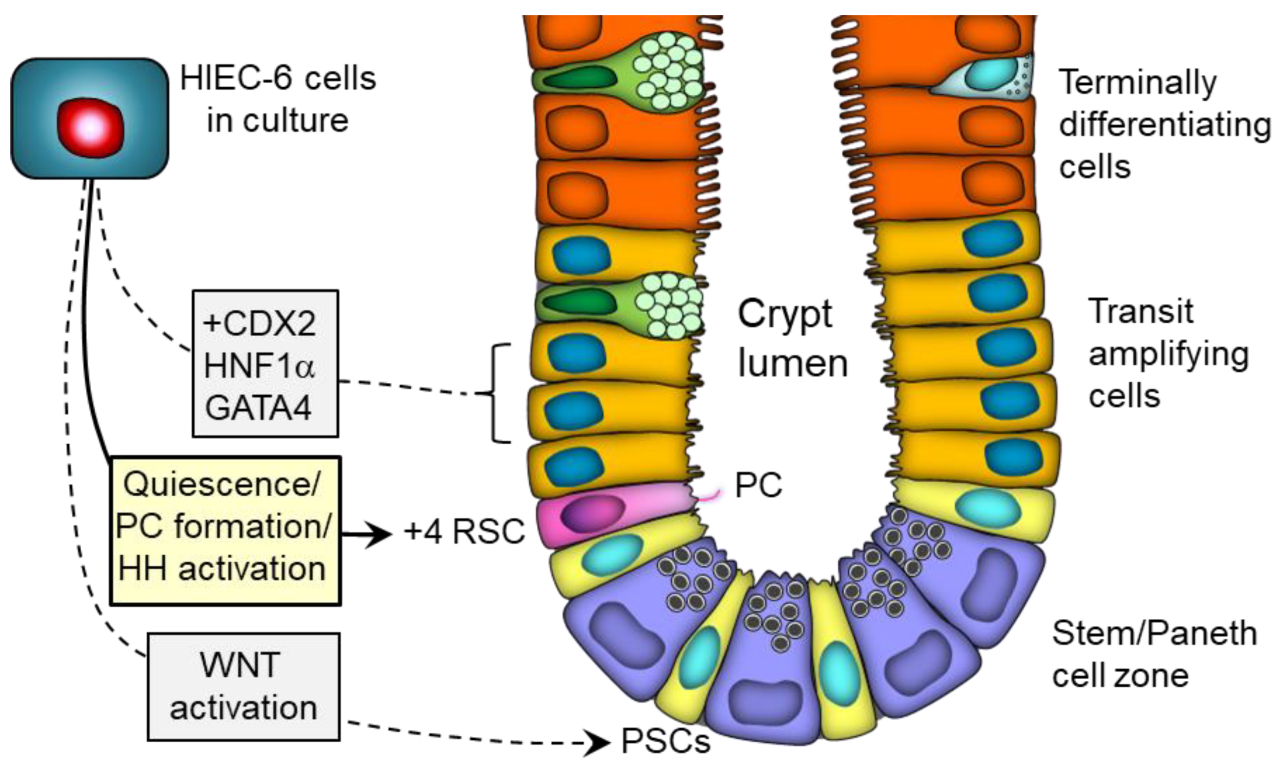 Cells 12 01059 g015 Cells 12 01059 g015