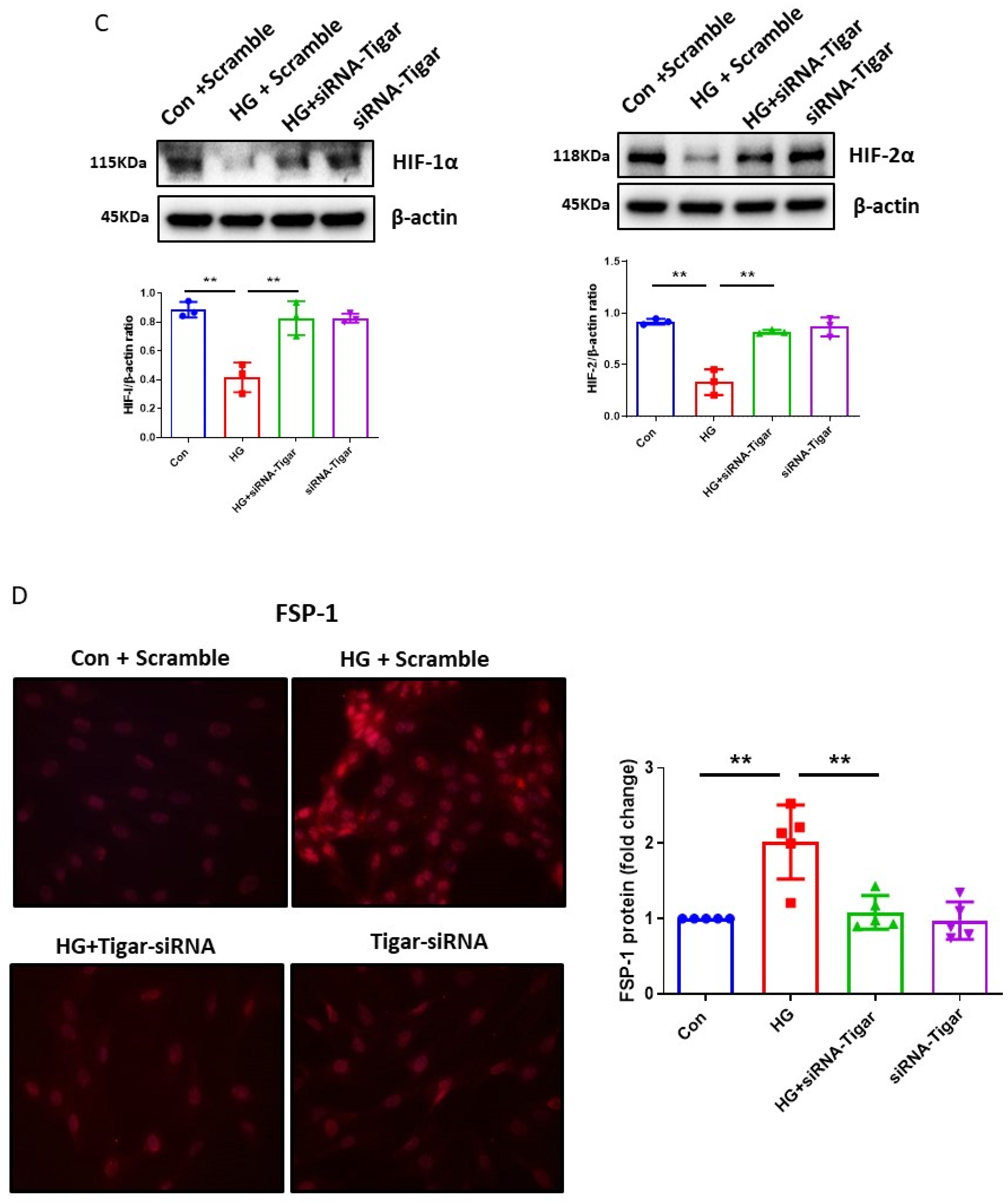 Cells 12 01060 g004b