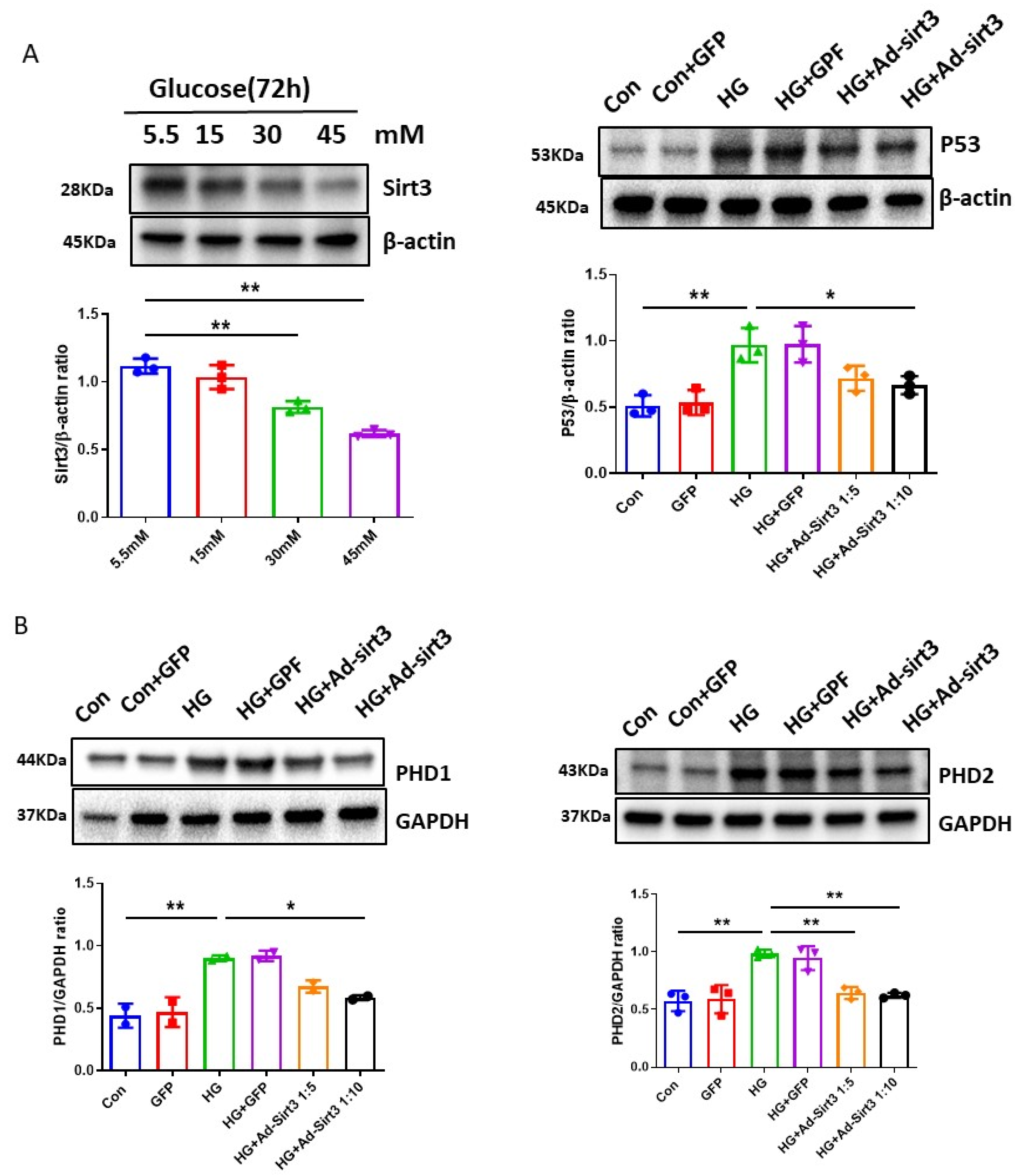 Cells 12 01060 g005a