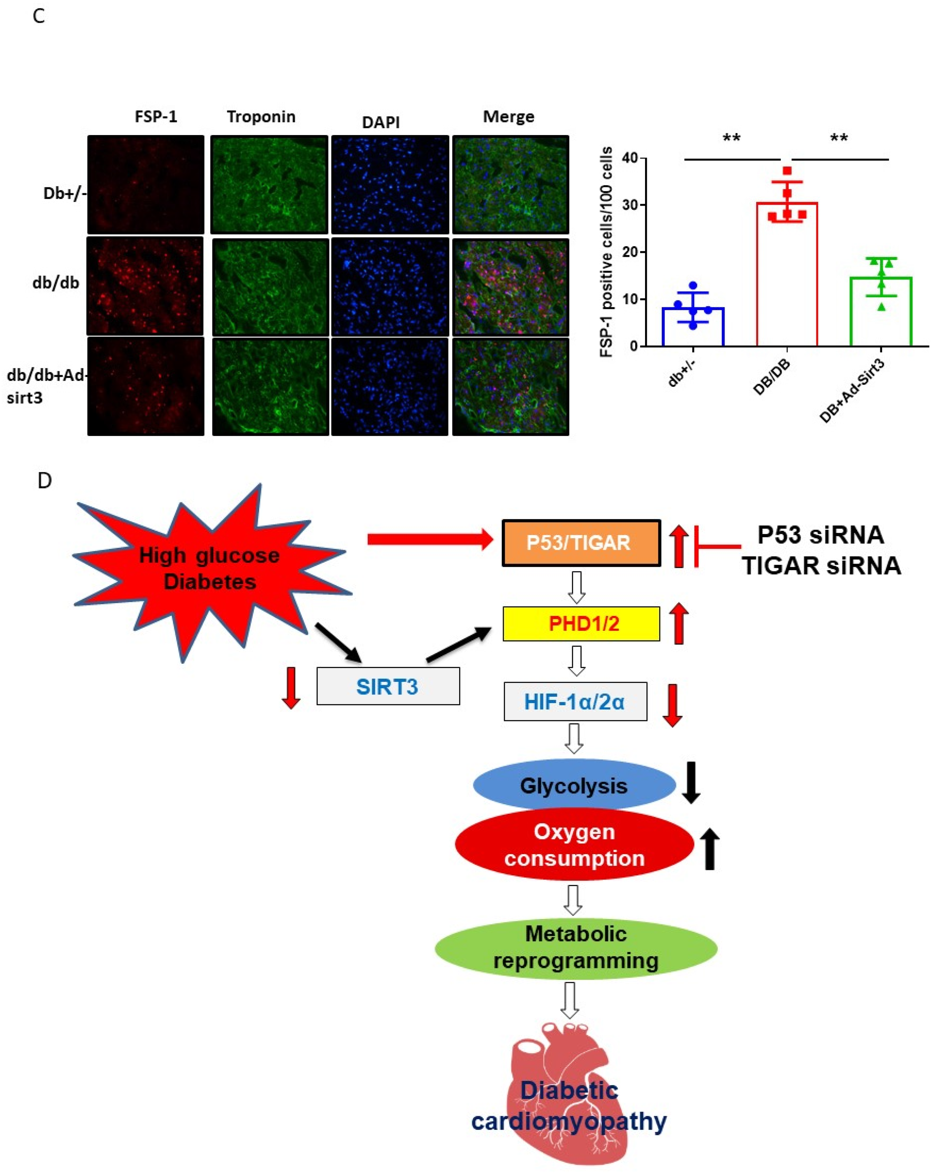 Cells 12 01060 g006b