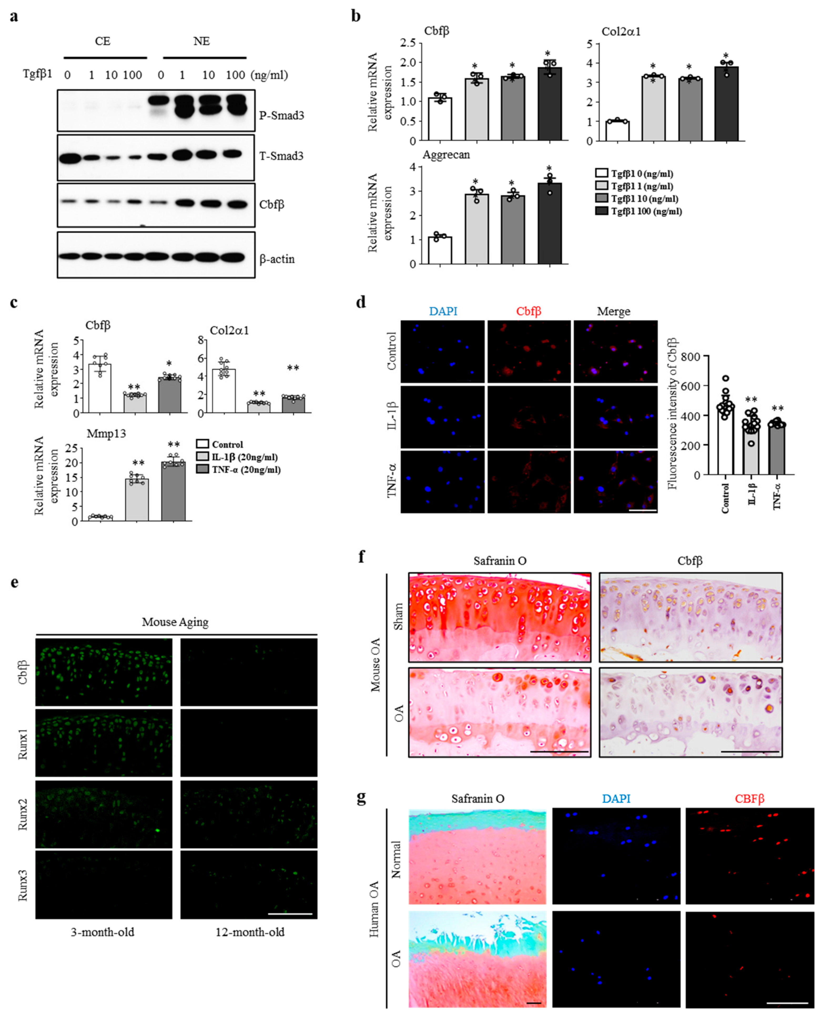 Cells 12 01064 g001 Cells 12 01064 g001