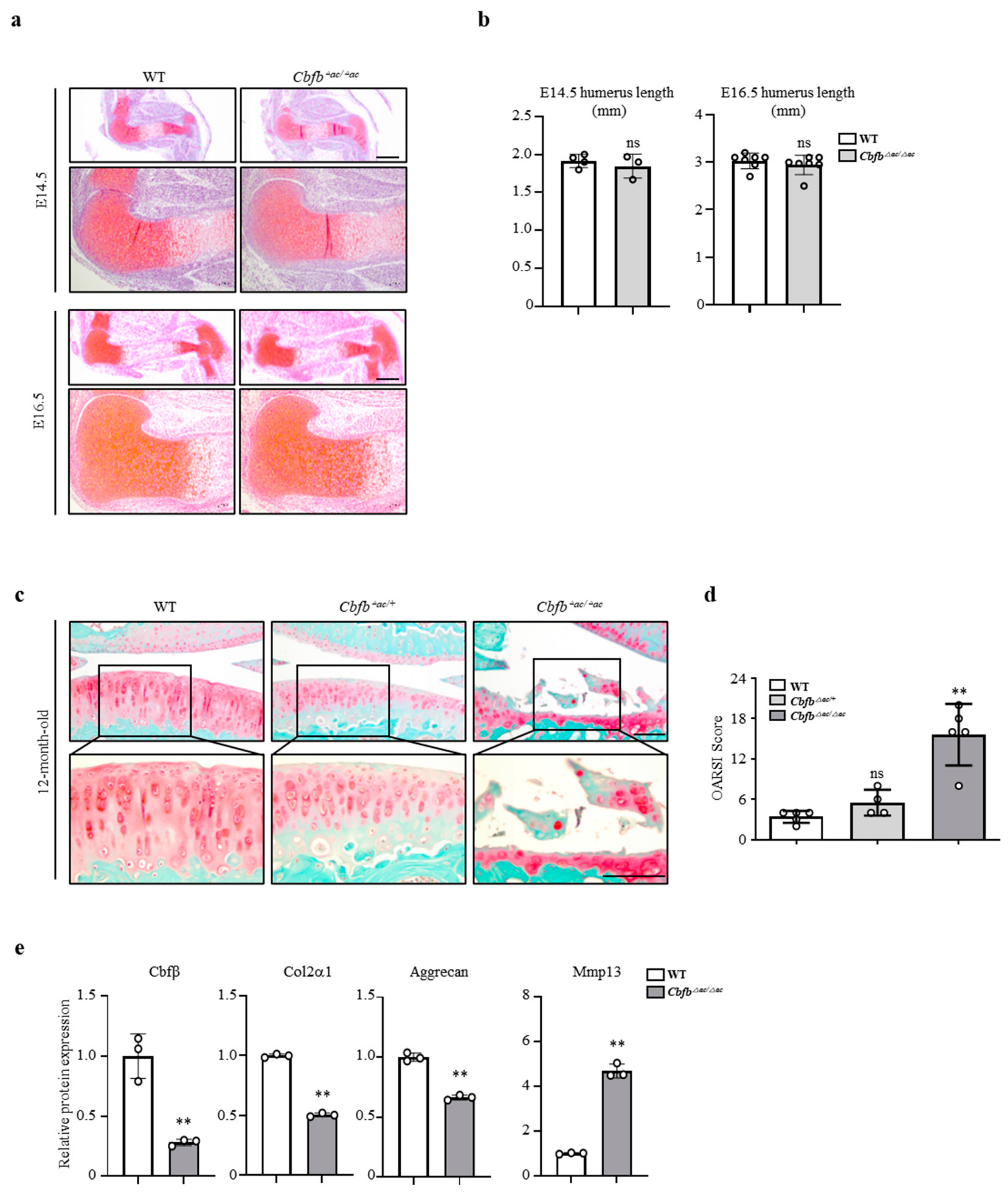 Cells 12 01064 g002 Cells 12 01064 g002
