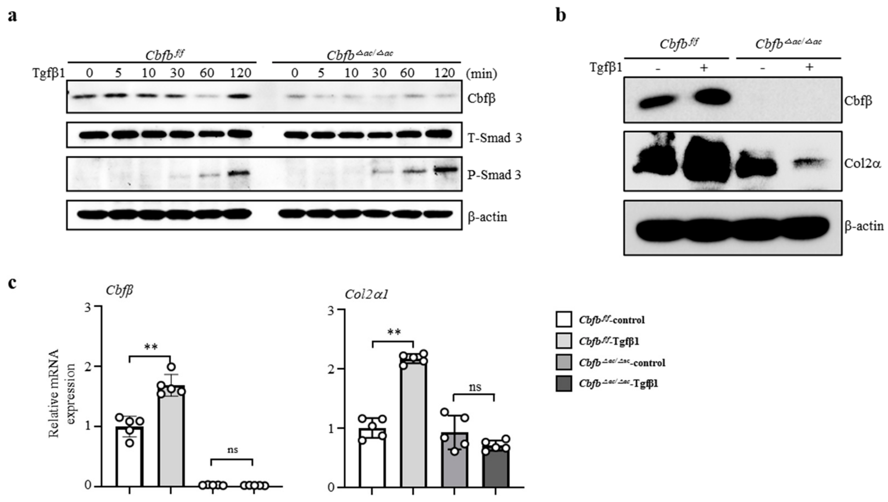 Cells 12 01064 g004 Cells 12 01064 g004
