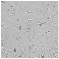 Cells 12 01076 i007 Cells 12 01076 i007