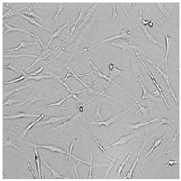 Cells 12 01076 i008 Cells 12 01076 i008