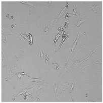 Cells 12 01076 i010 Cells 12 01076 i010