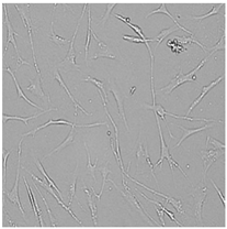 Cells 12 01076 i012 Cells 12 01076 i012