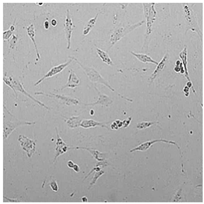 Cells 12 01076 i013 Cells 12 01076 i013