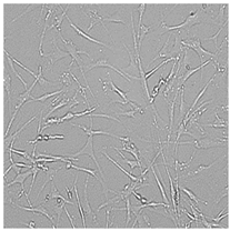 Cells 12 01076 i016 Cells 12 01076 i016