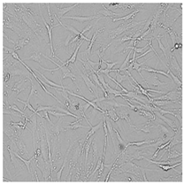 Cells 12 01076 i017 Cells 12 01076 i017