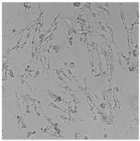 Cells 12 01076 i018 Cells 12 01076 i018