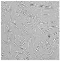 Cells 12 01076 i019 Cells 12 01076 i019