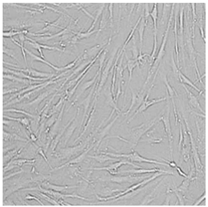 Cells 12 01076 i021 Cells 12 01076 i021