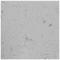 Cells 12 01076 i022 Cells 12 01076 i022