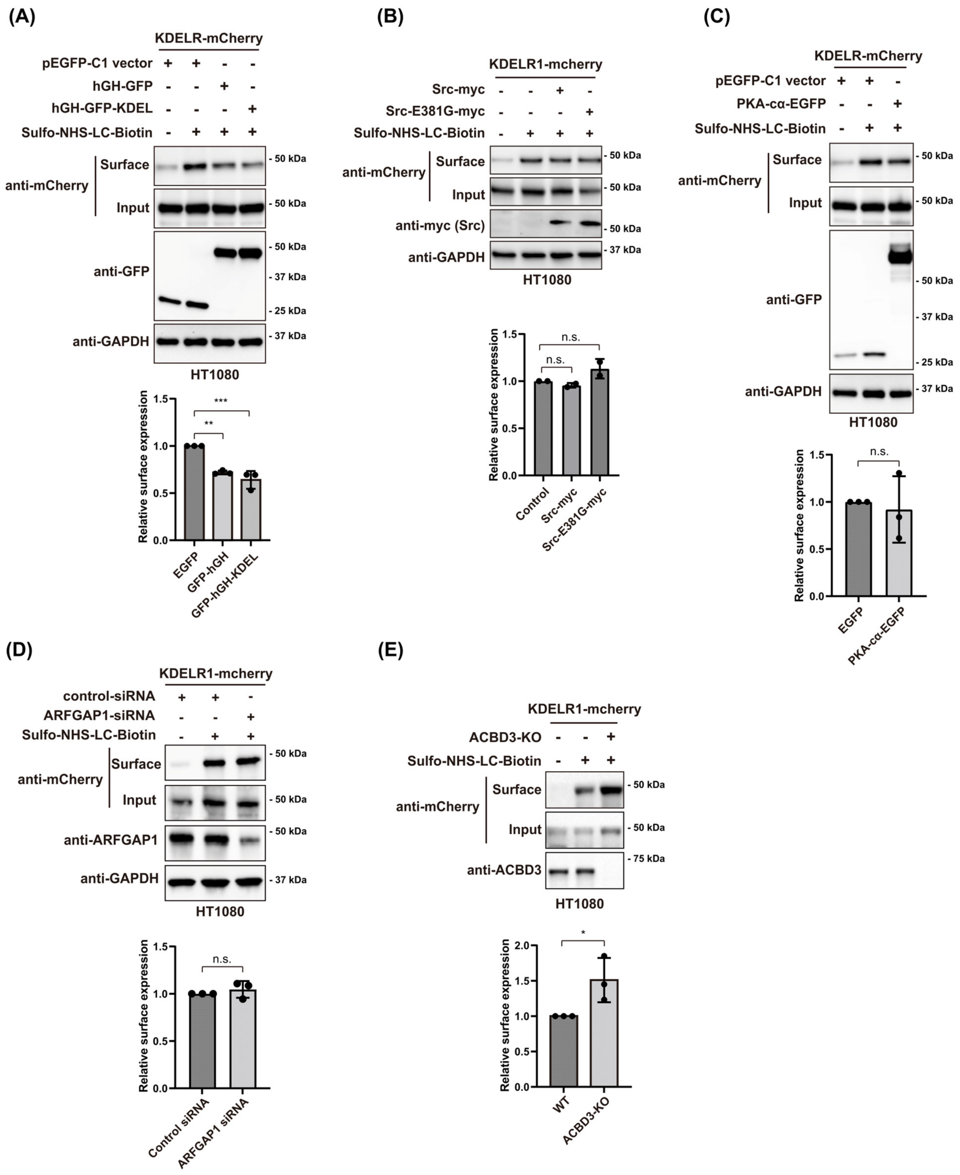 Cells 12 01079 g001 Cells 12 01079 g001