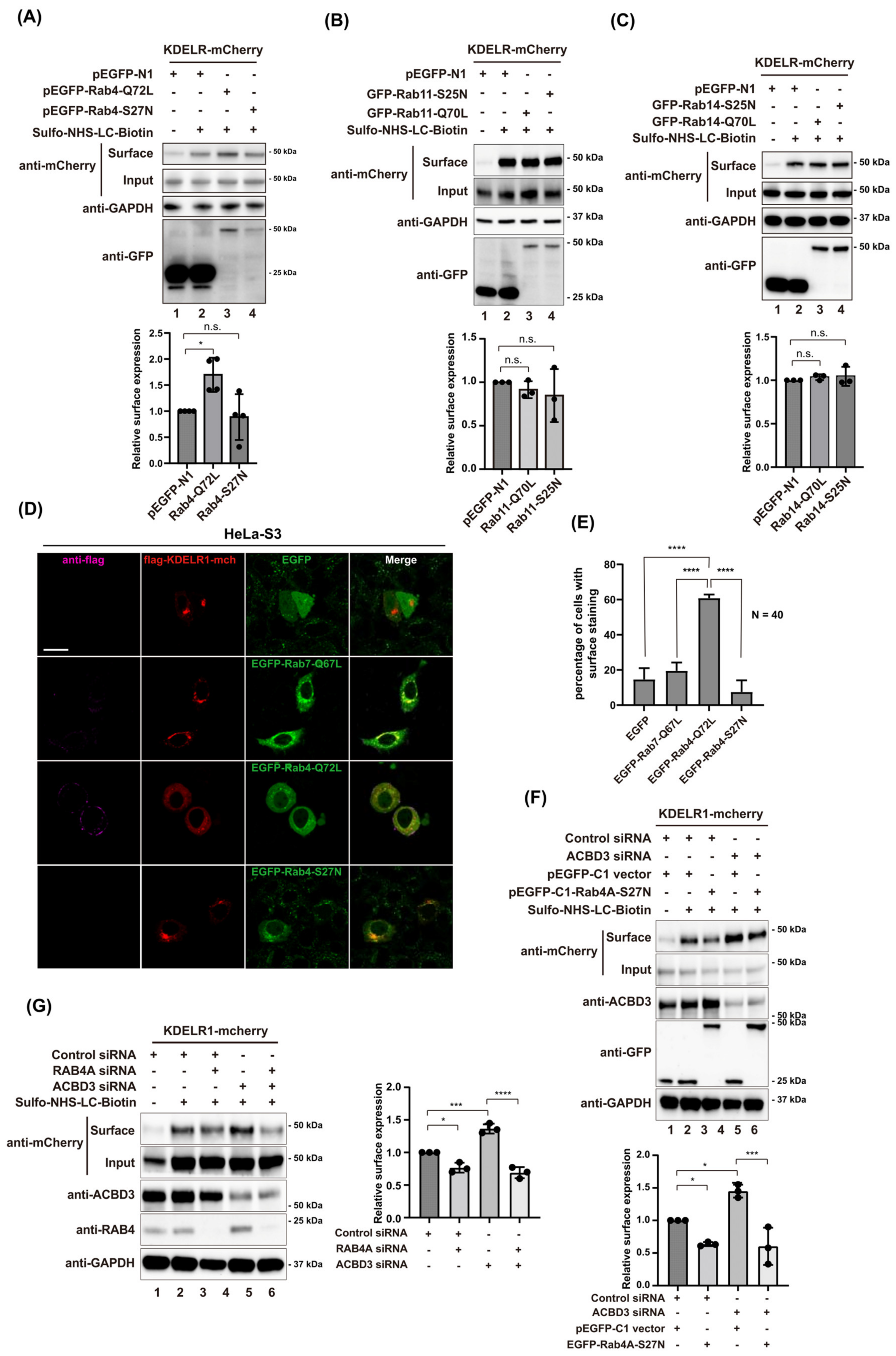 Cells 12 01079 g005 Cells 12 01079 g005