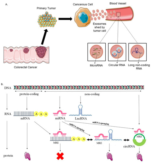 Frontiers  MicroRNAs, long non-coding RNAs, and circular RNAs and