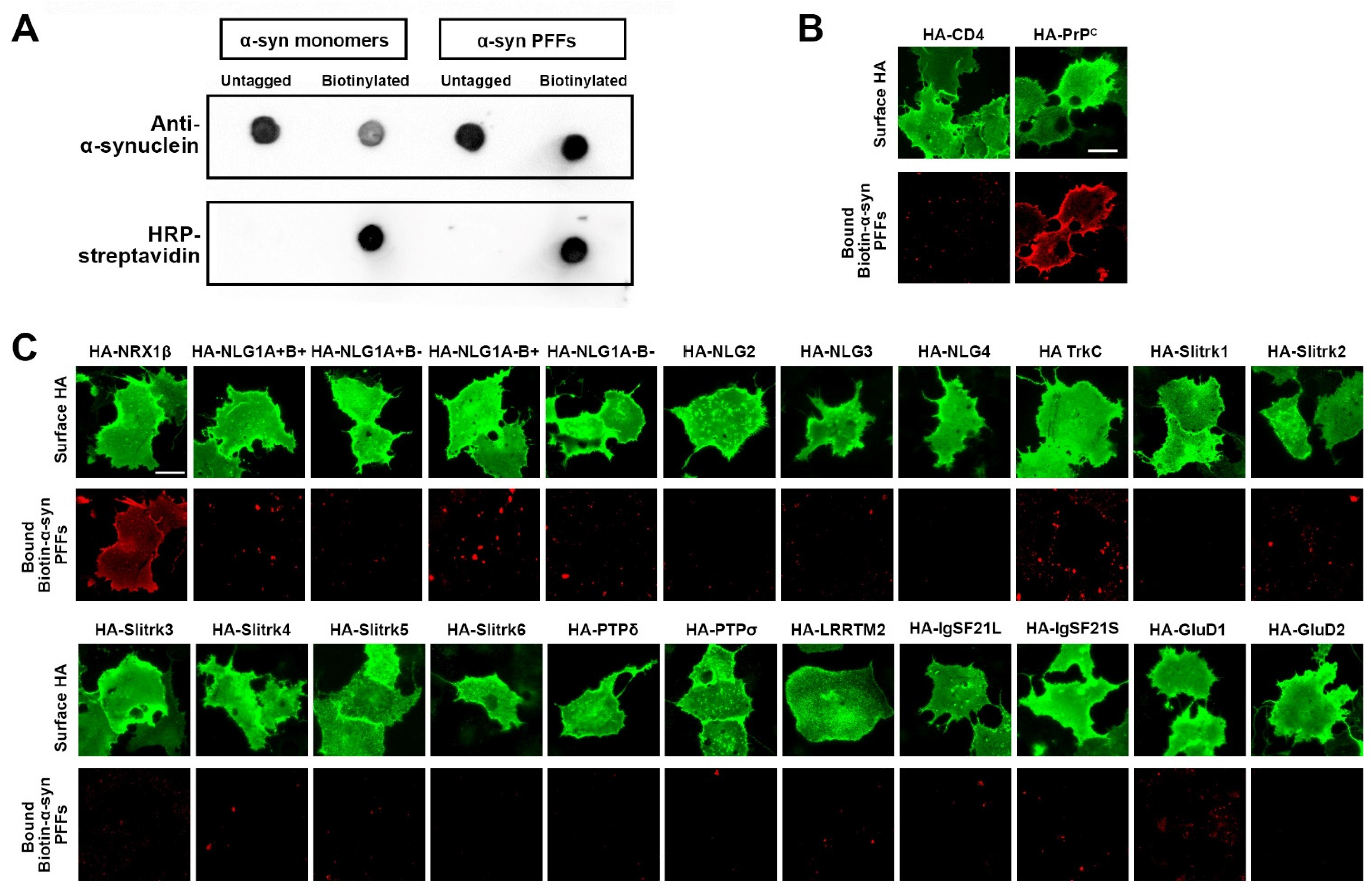 Cells 12 01083 g002 Cells 12 01083 g002