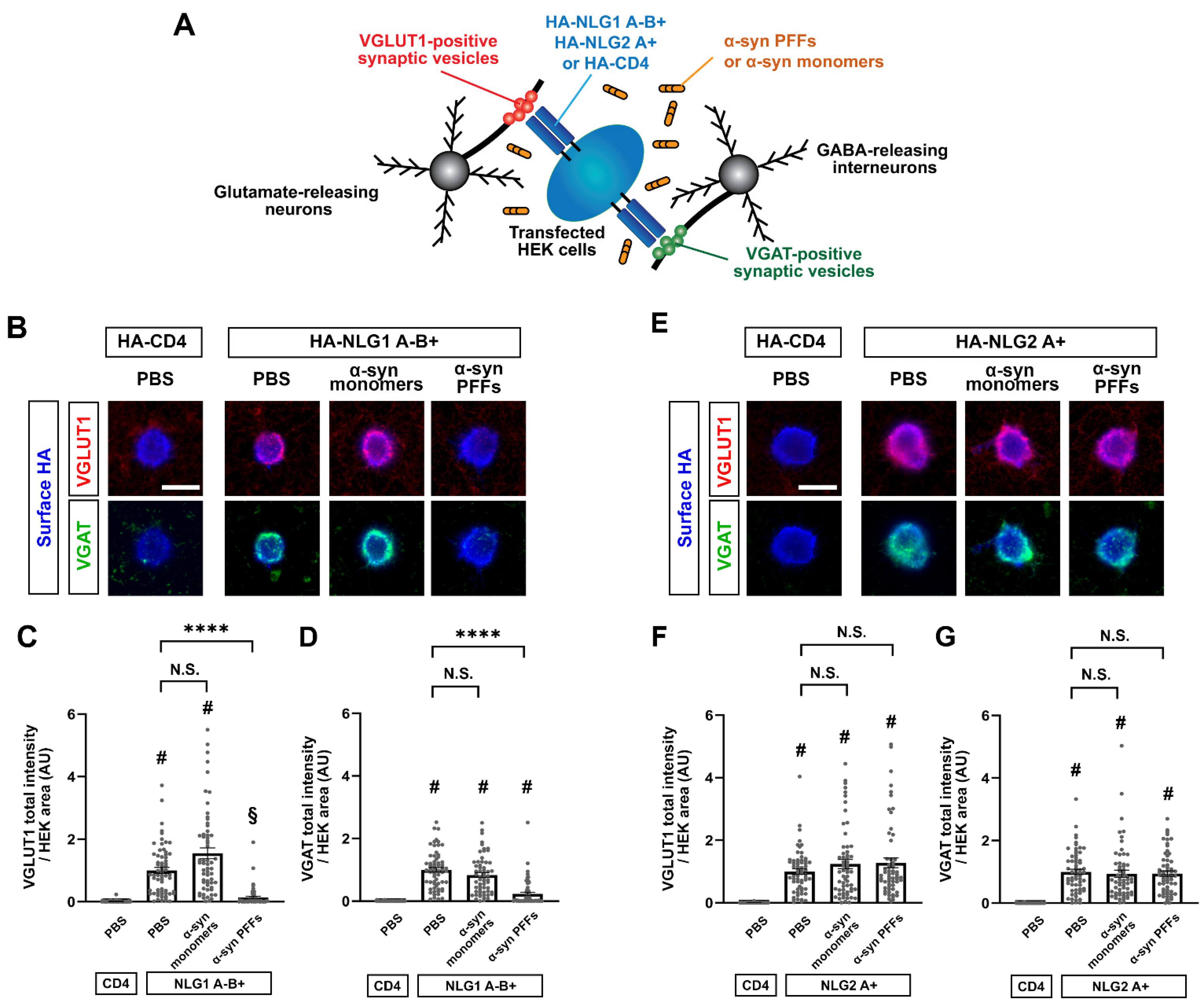 Cells 12 01083 g007 Cells 12 01083 g007