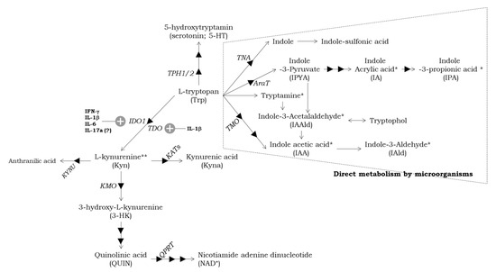 Maternal Inflammation with Elevated Kynurenine Metabolites