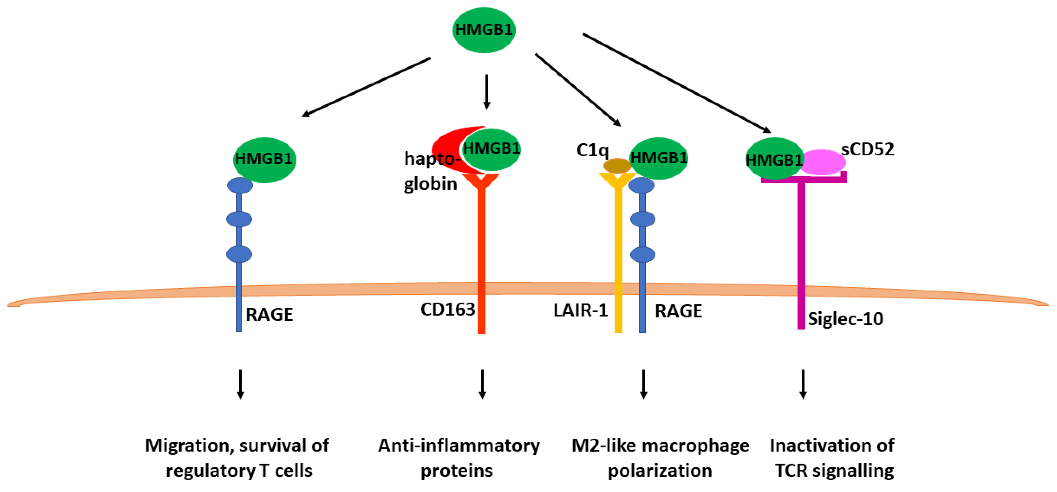 Cells 12 01088 g002 Cells 12 01088 g002