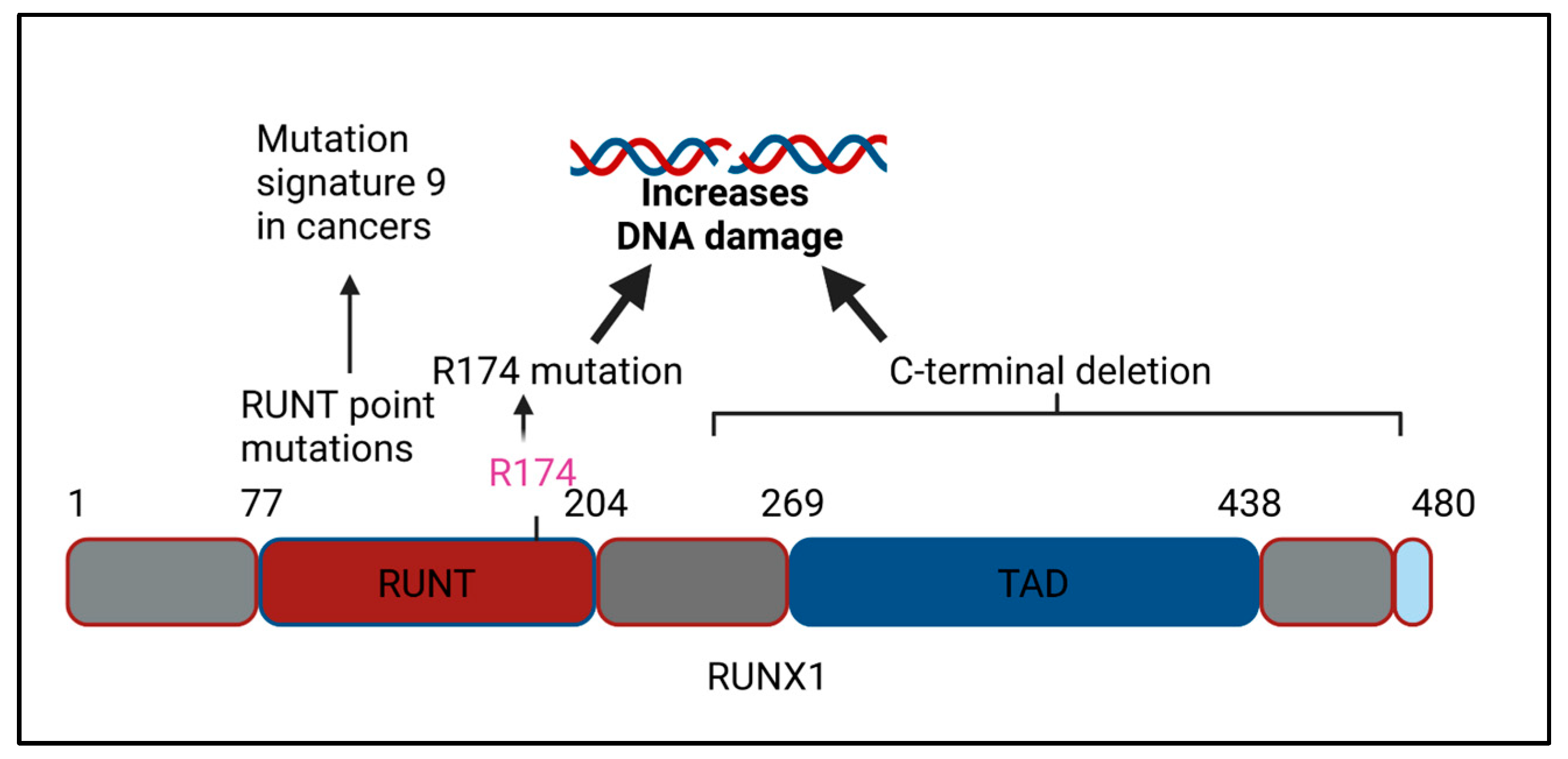 Cells Free FullText The RUNX Family of Proteins, DNA Repair, and