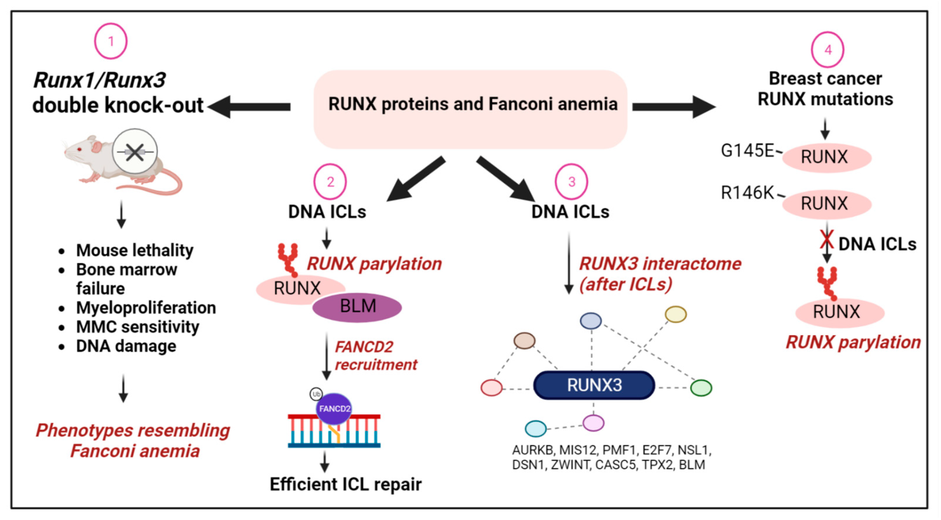 Cells 12 01106 g005 Cells 12 01106 g005