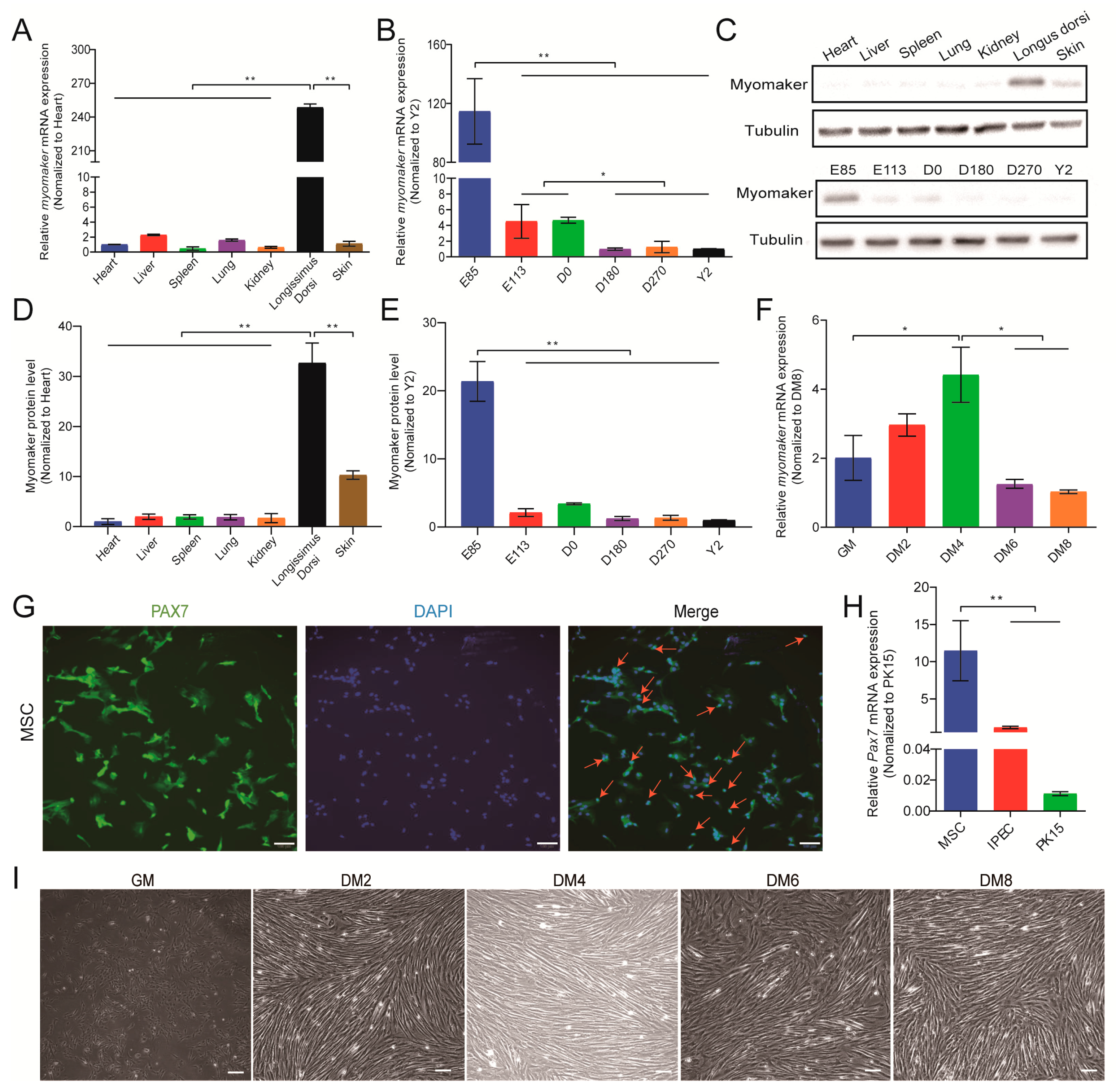 Cells 12 01107 g002 Cells 12 01107 g002