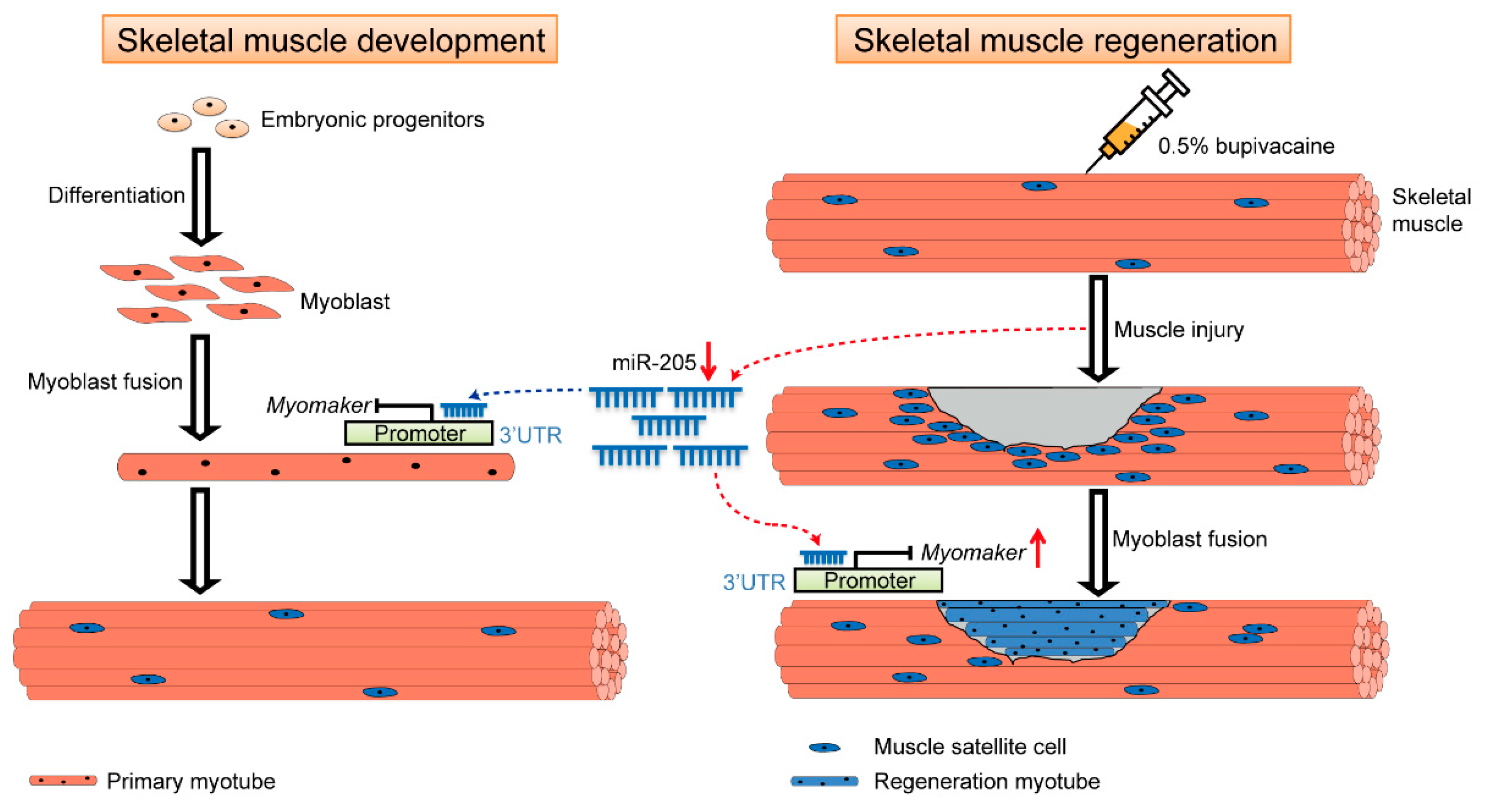 Cells 12 01107 g007 Cells 12 01107 g007