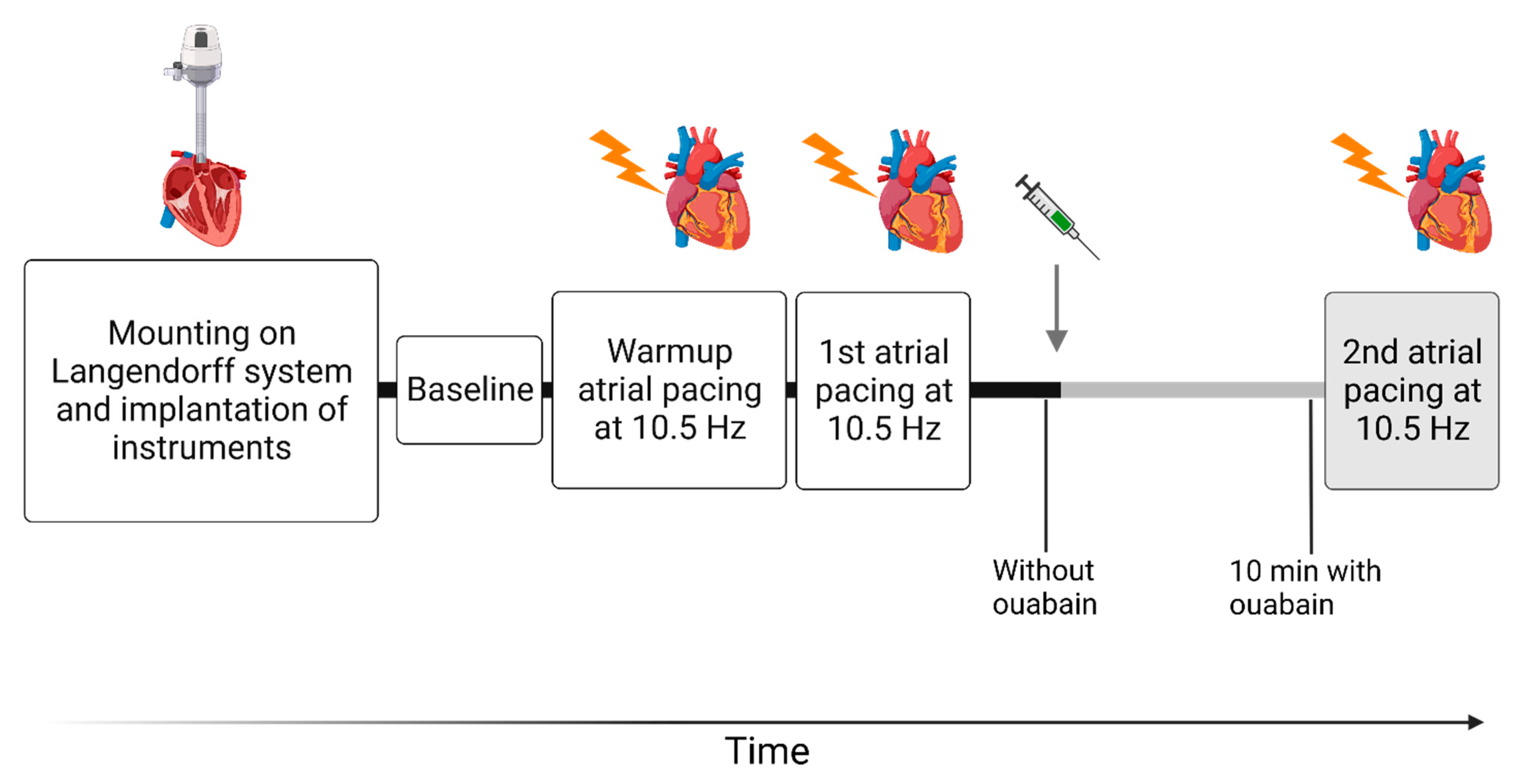 Cells 12 01108 g001 Cells 12 01108 g001