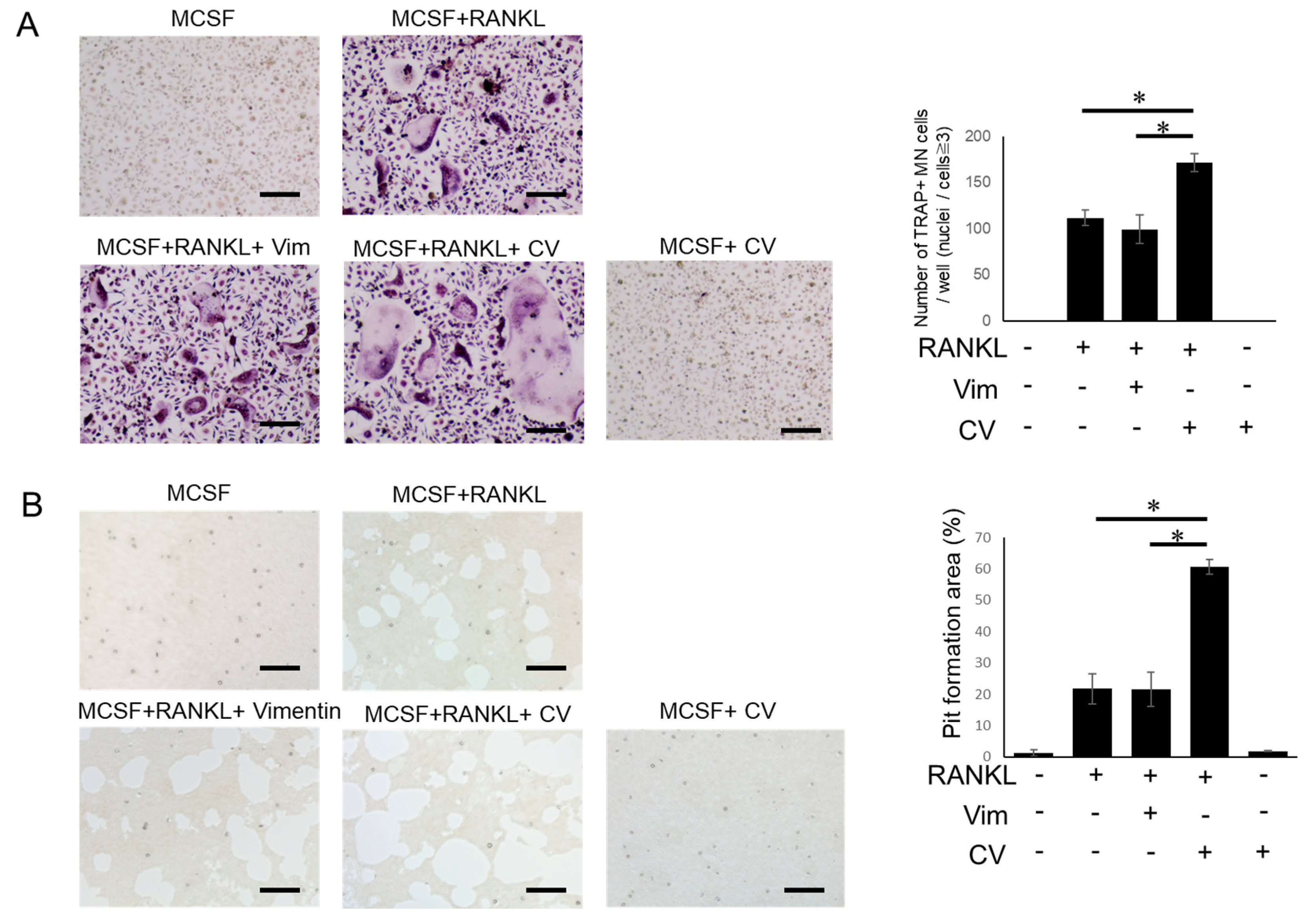 Cells 12 01109 g001 Cells 12 01109 g001