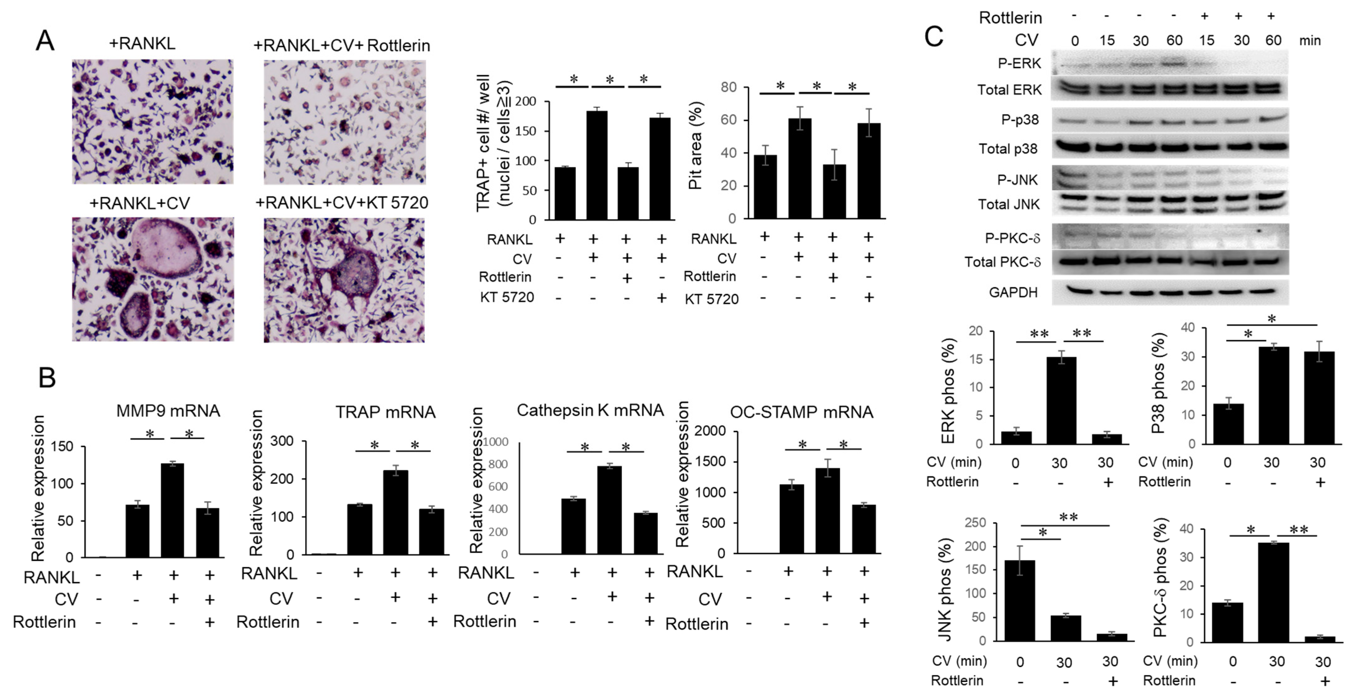 Cells 12 01109 g004 Cells 12 01109 g004