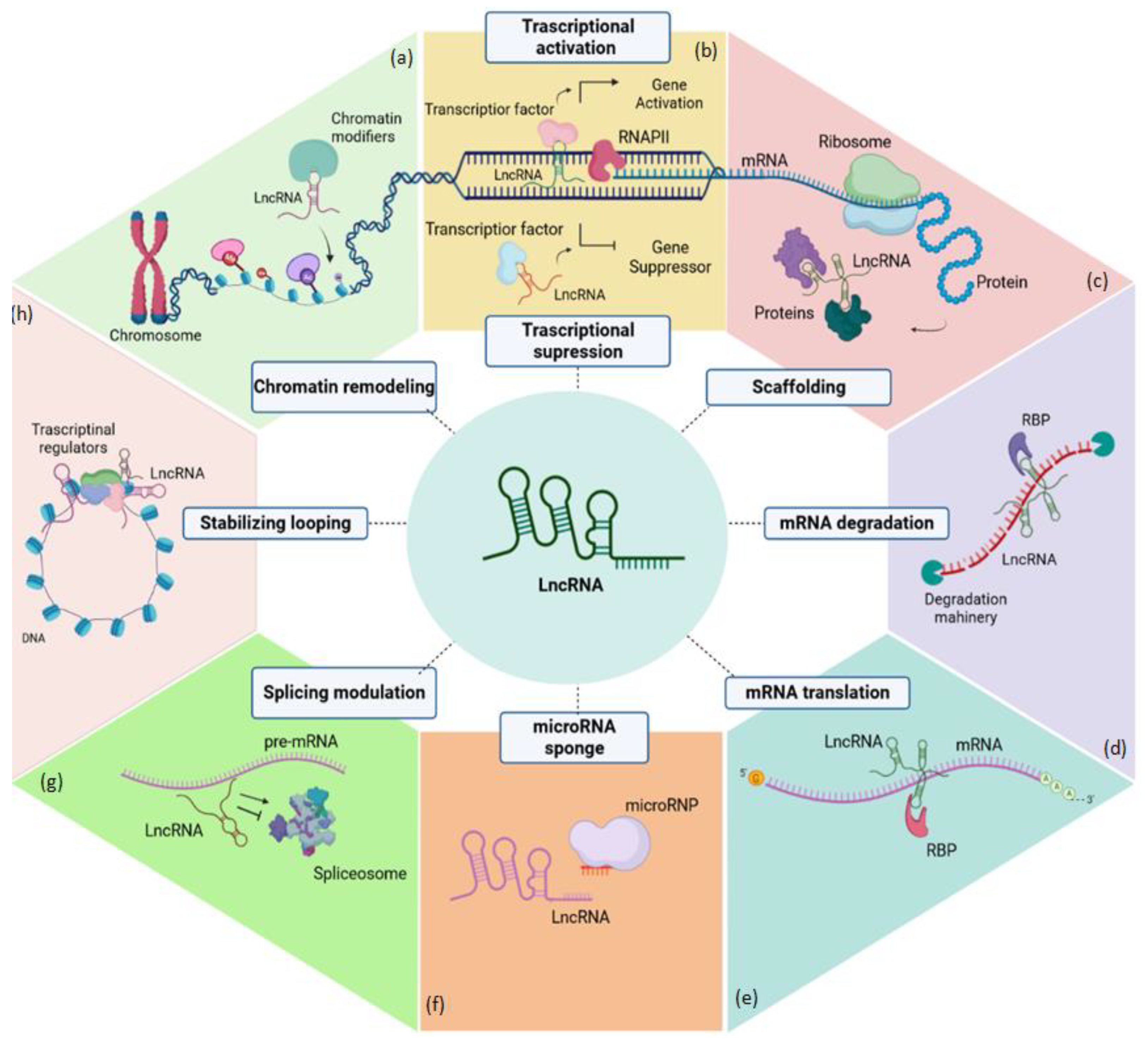 Cells 12 01115 g001 Cells 12 01115 g001