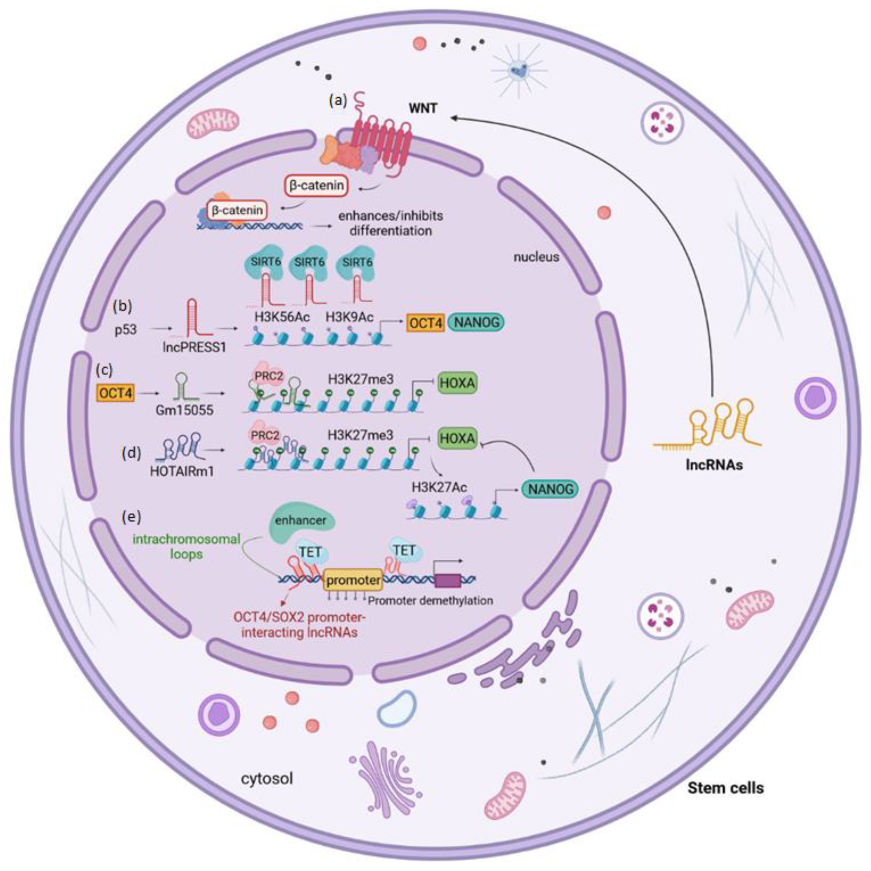 Cells 12 01115 g002 Cells 12 01115 g002