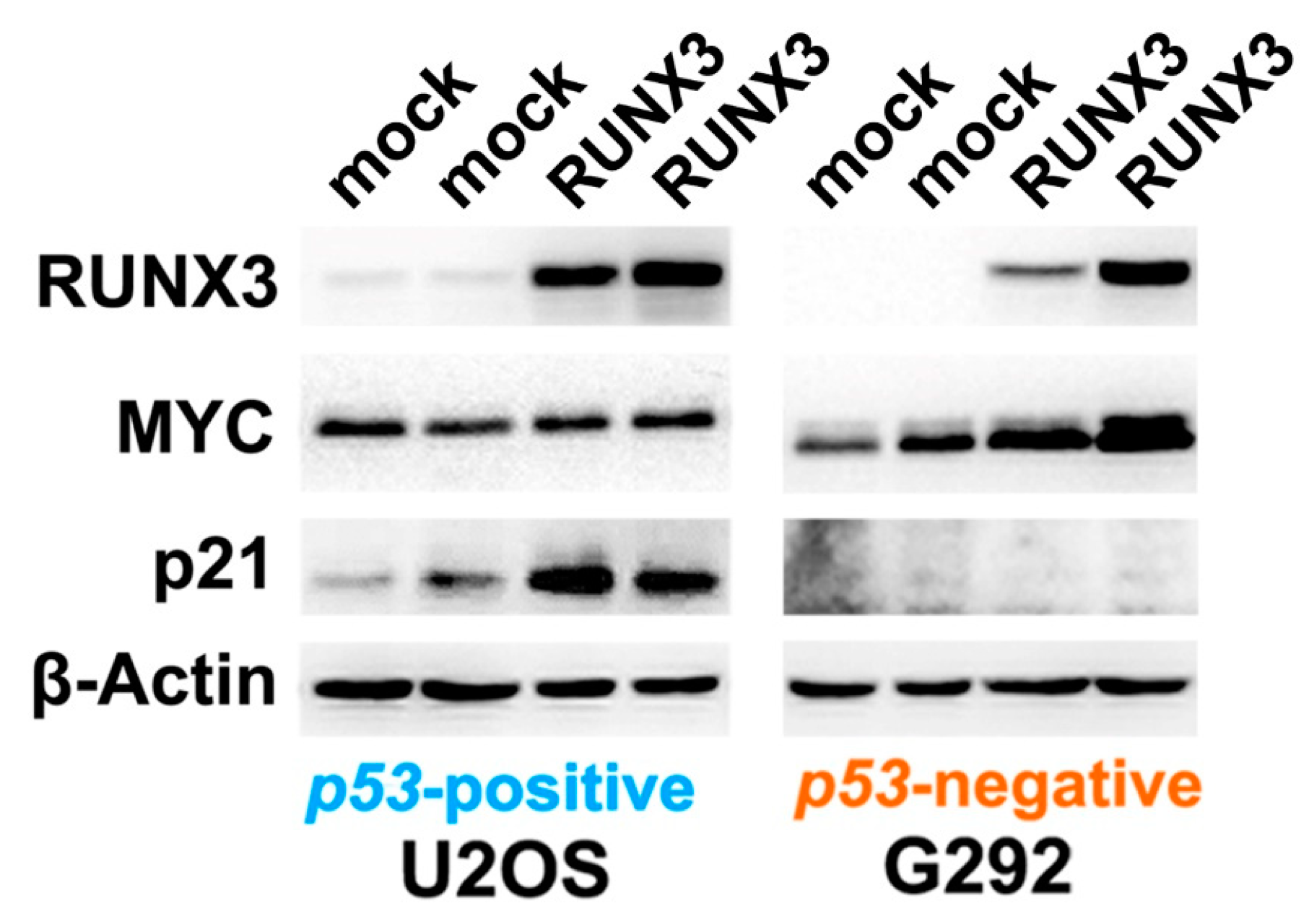 Cells 12 01122 g002 Cells 12 01122 g002