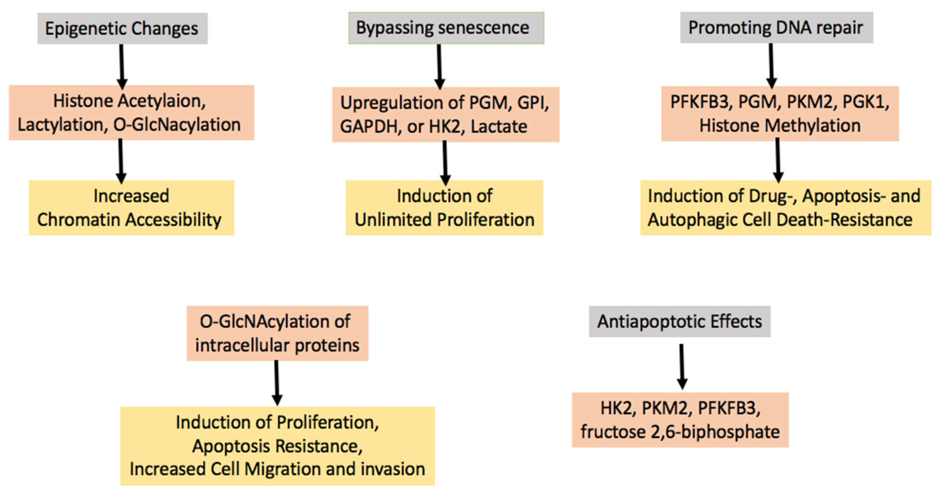 送料無料特集 | 激安の新品・型落ち・アウトレット Glycolysis of Role the On in Tumorigenesis—Permissive Early アイドルグッズ