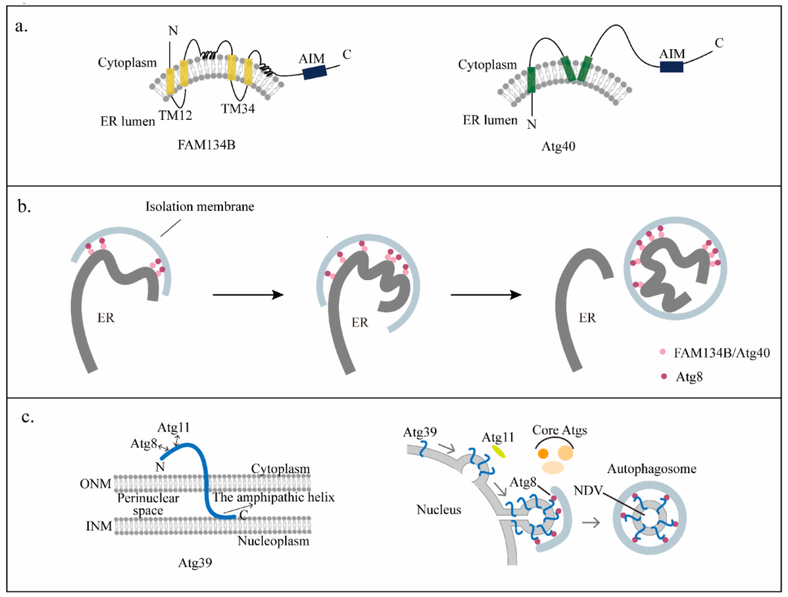 Cells 12 01132 g003 Cells 12 01132 g003