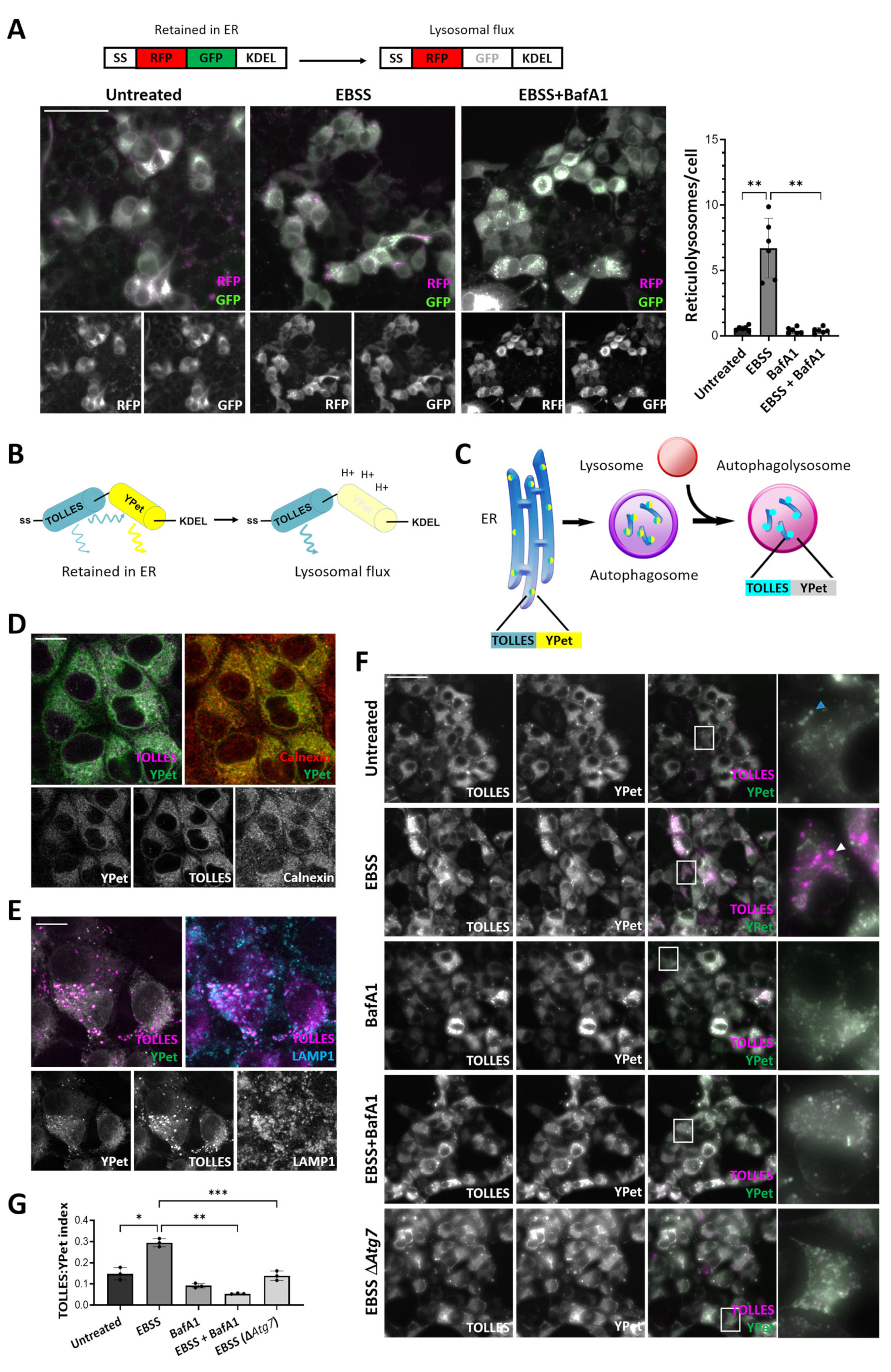 Cells 12 01134 g003 Cells 12 01134 g003