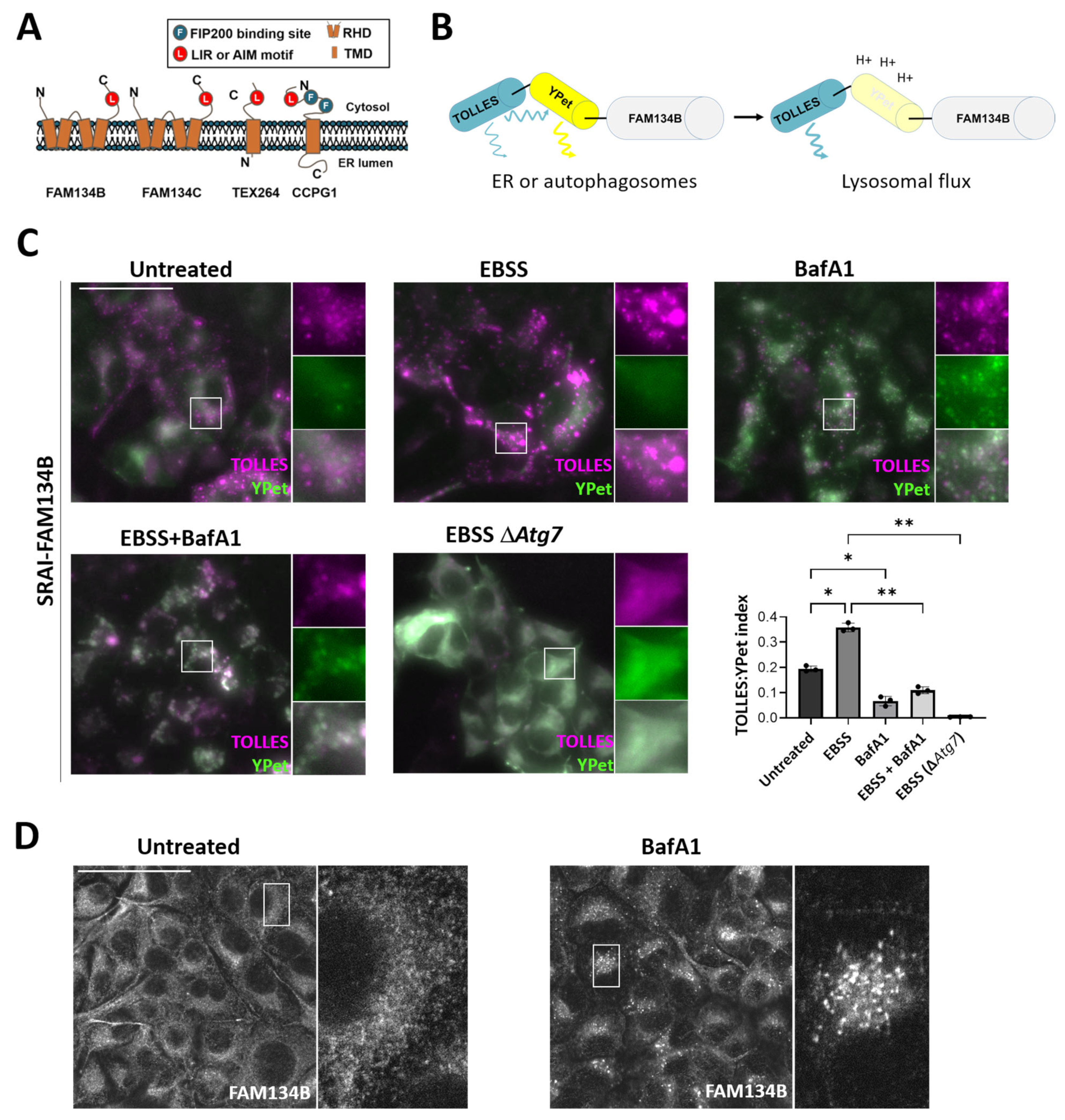 Cells 12 01134 g004 Cells 12 01134 g004