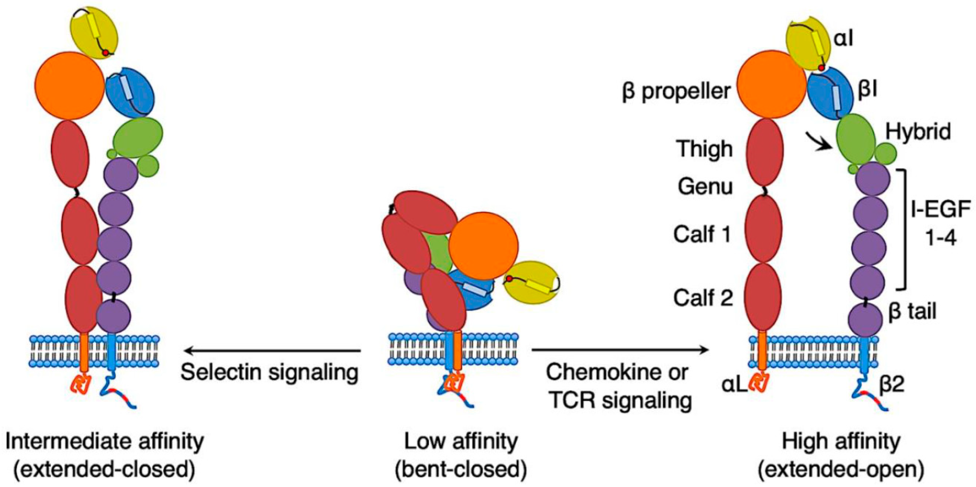 Cells Free FullText LFA1 Activation in TCell Migration and