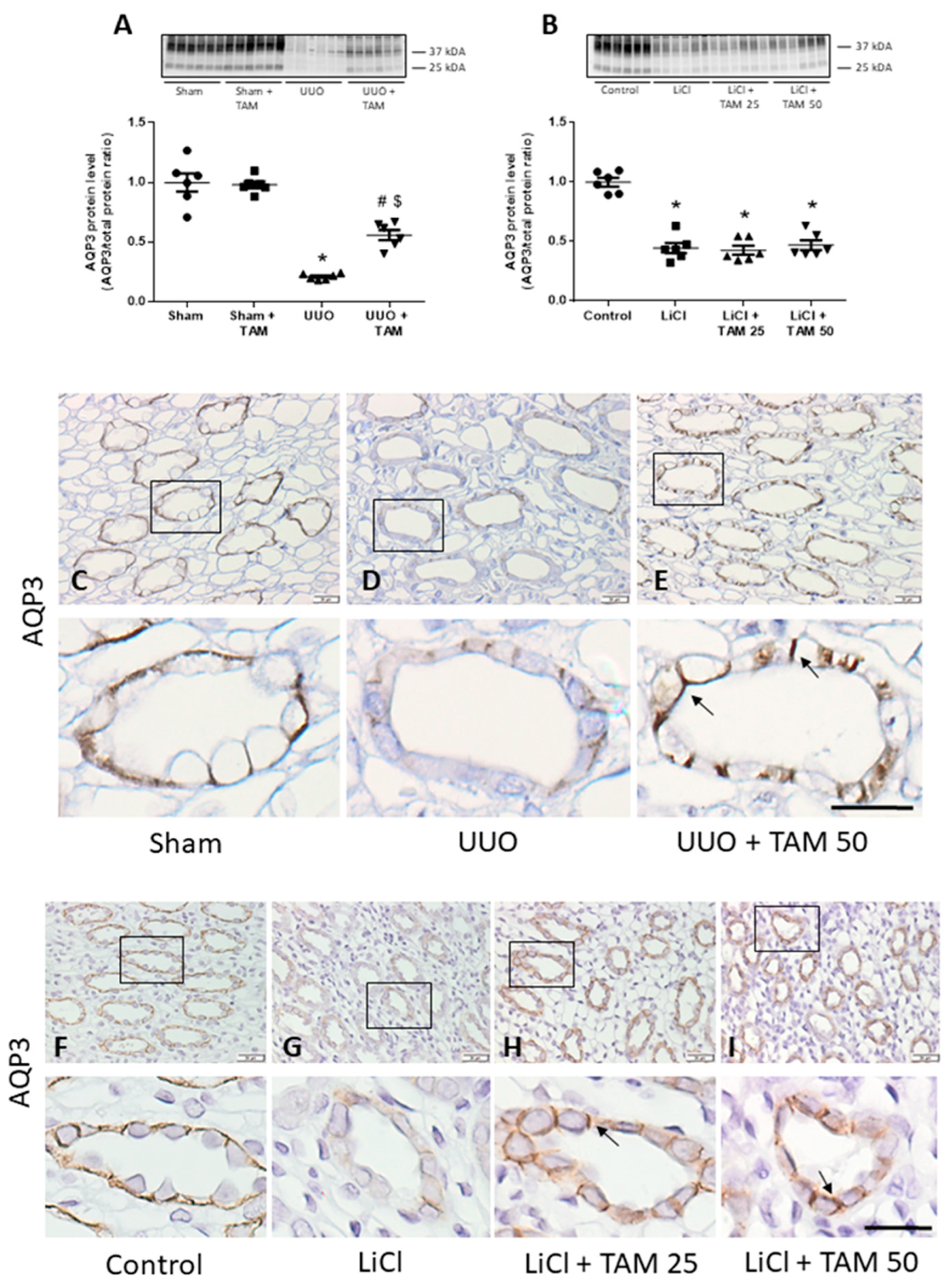 Cells 12 01140 g001 Cells 12 01140 g001