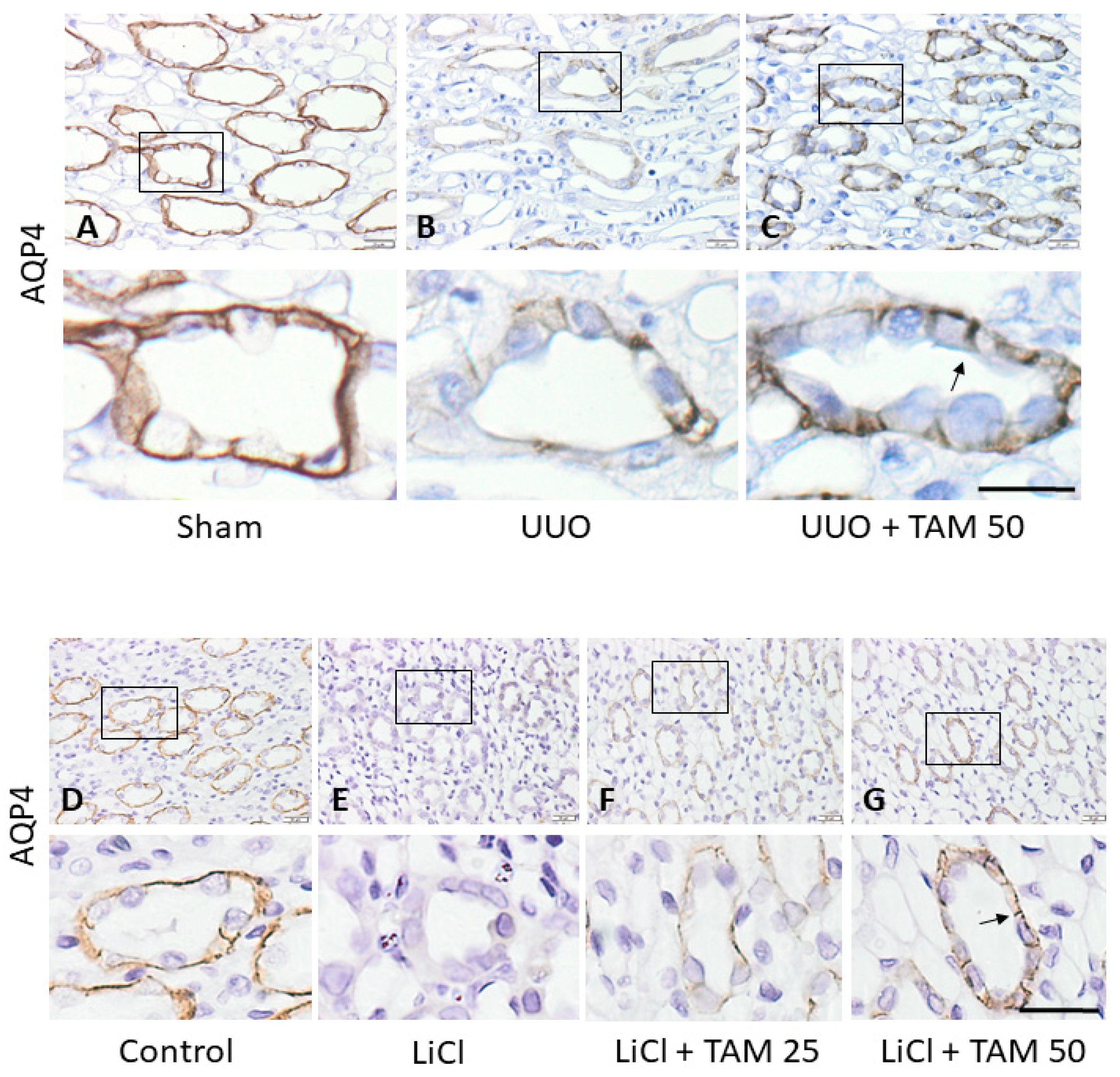 Cells 12 01140 g002 Cells 12 01140 g002
