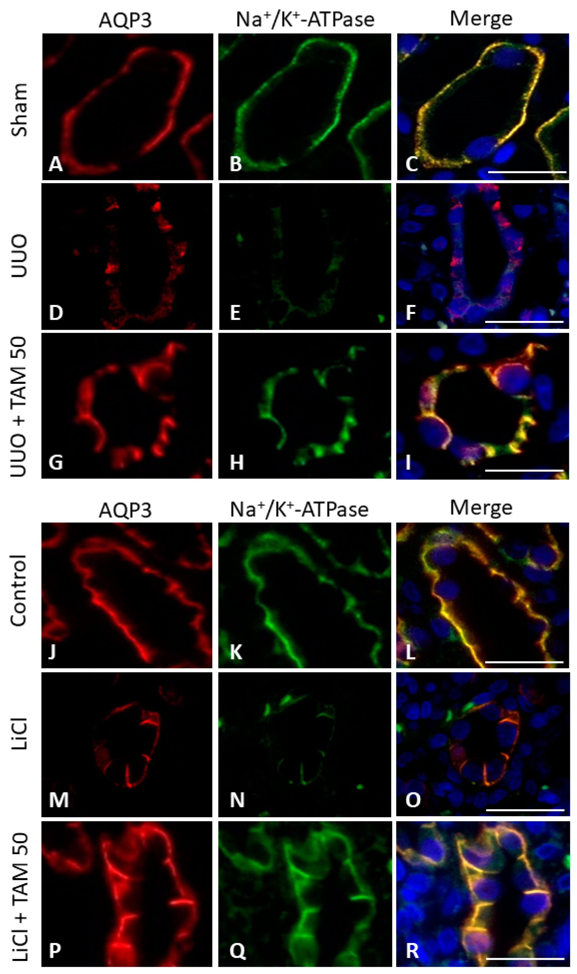 Cells 12 01140 g003 Cells 12 01140 g003